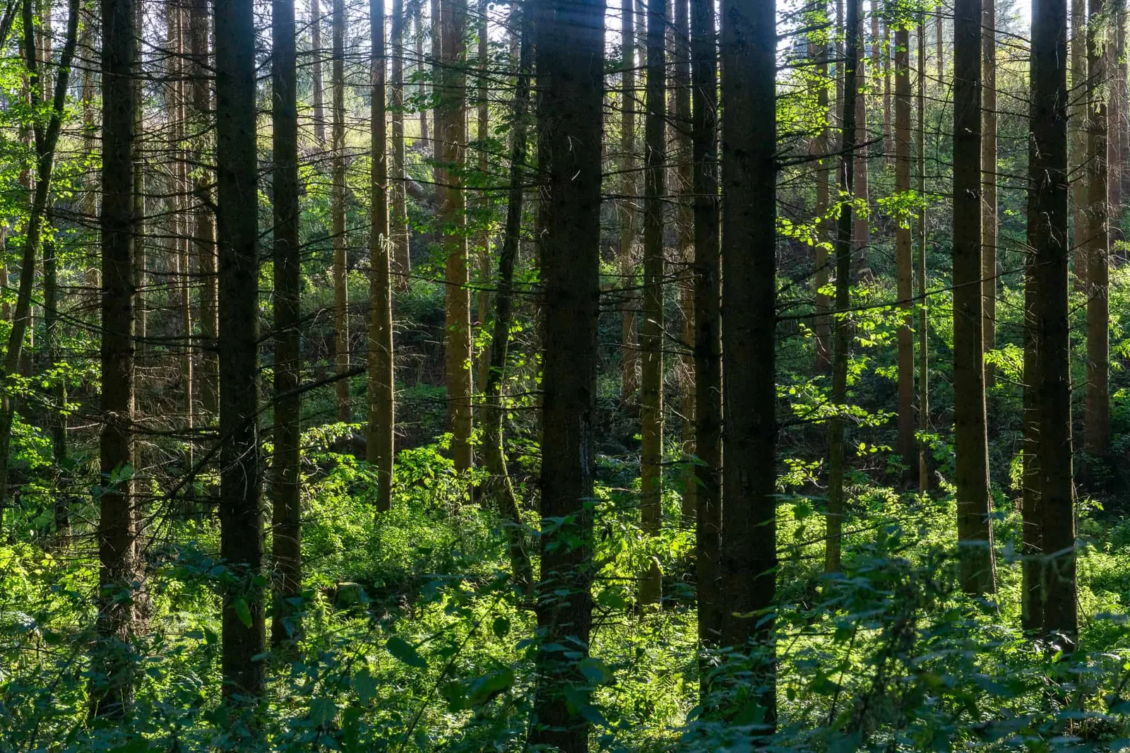 Waldviertel Zwettl Hundereise Riegersbach