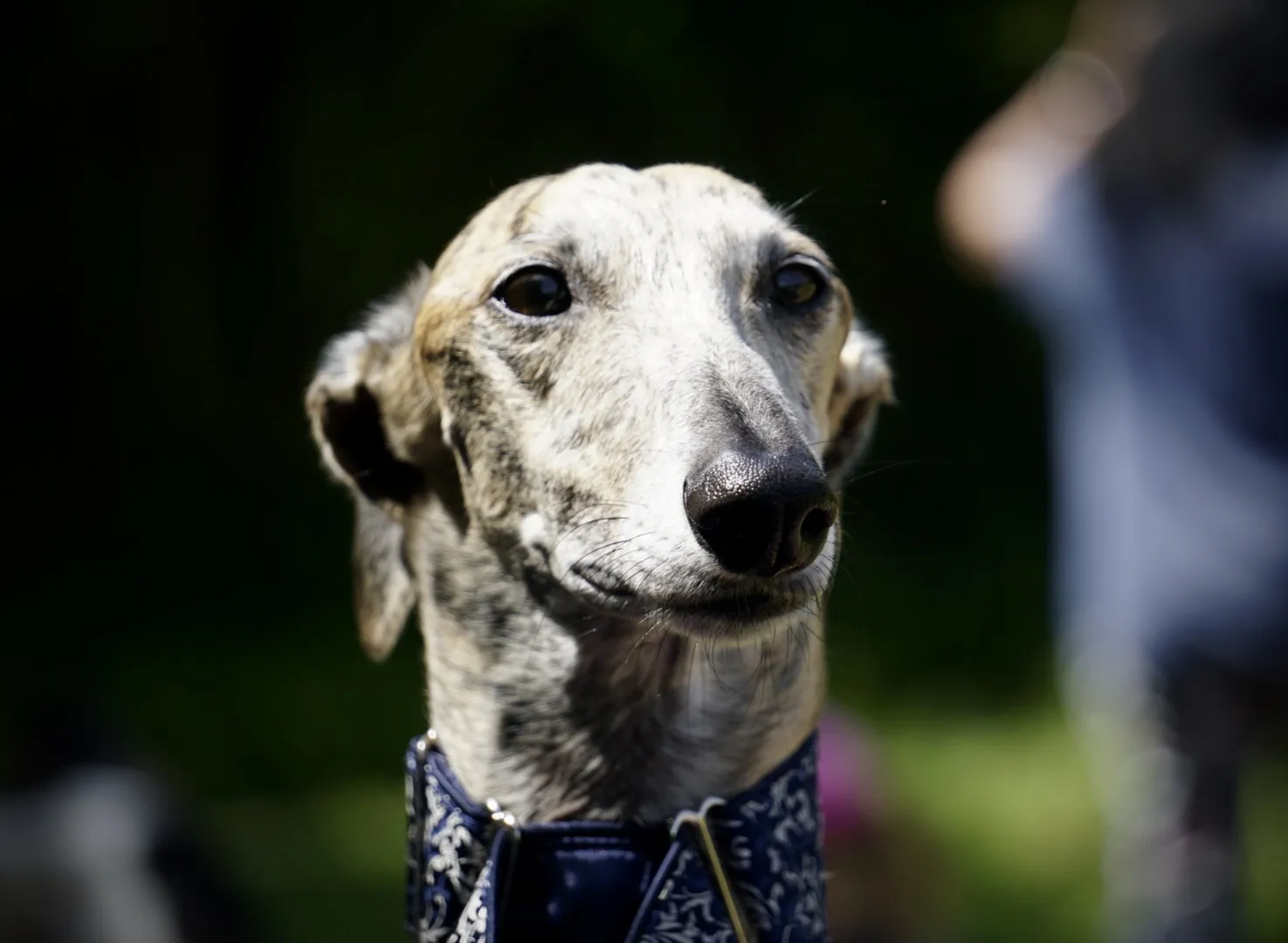 Galgo