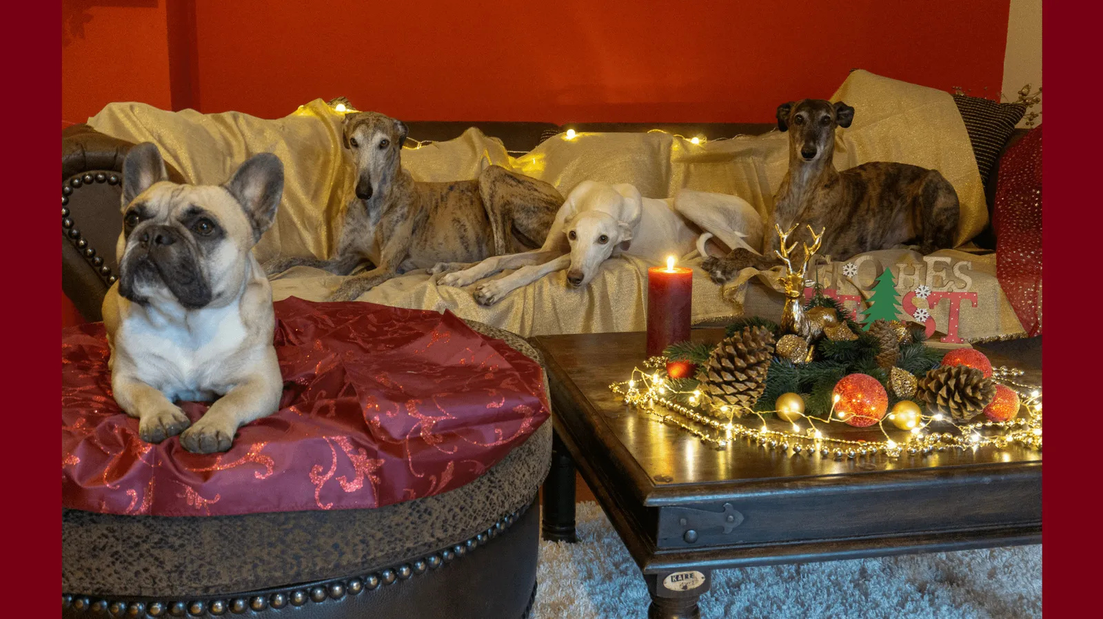 Tierische Weihnachtsgeschichte
