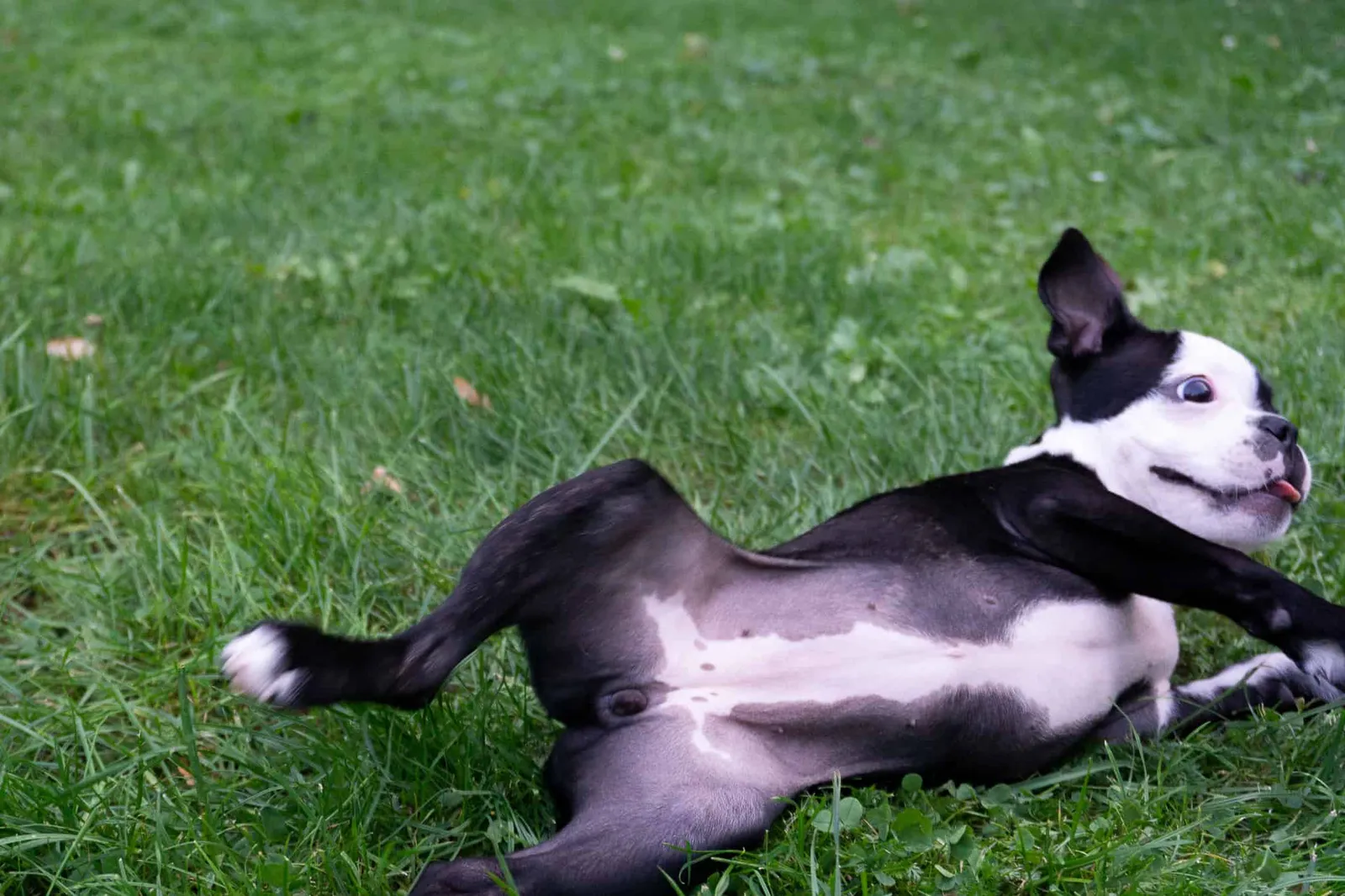 Boston Terrier Stubenreinheit