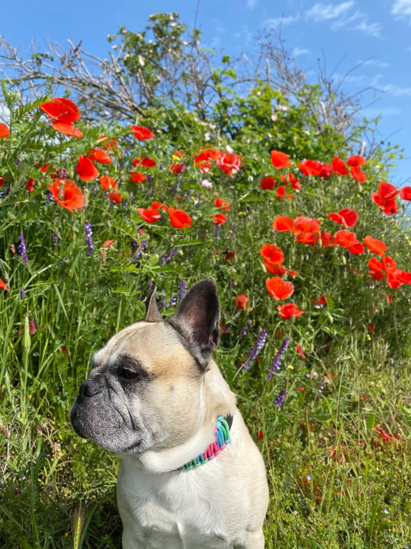 Murphy_Mohnblumen_Oggau