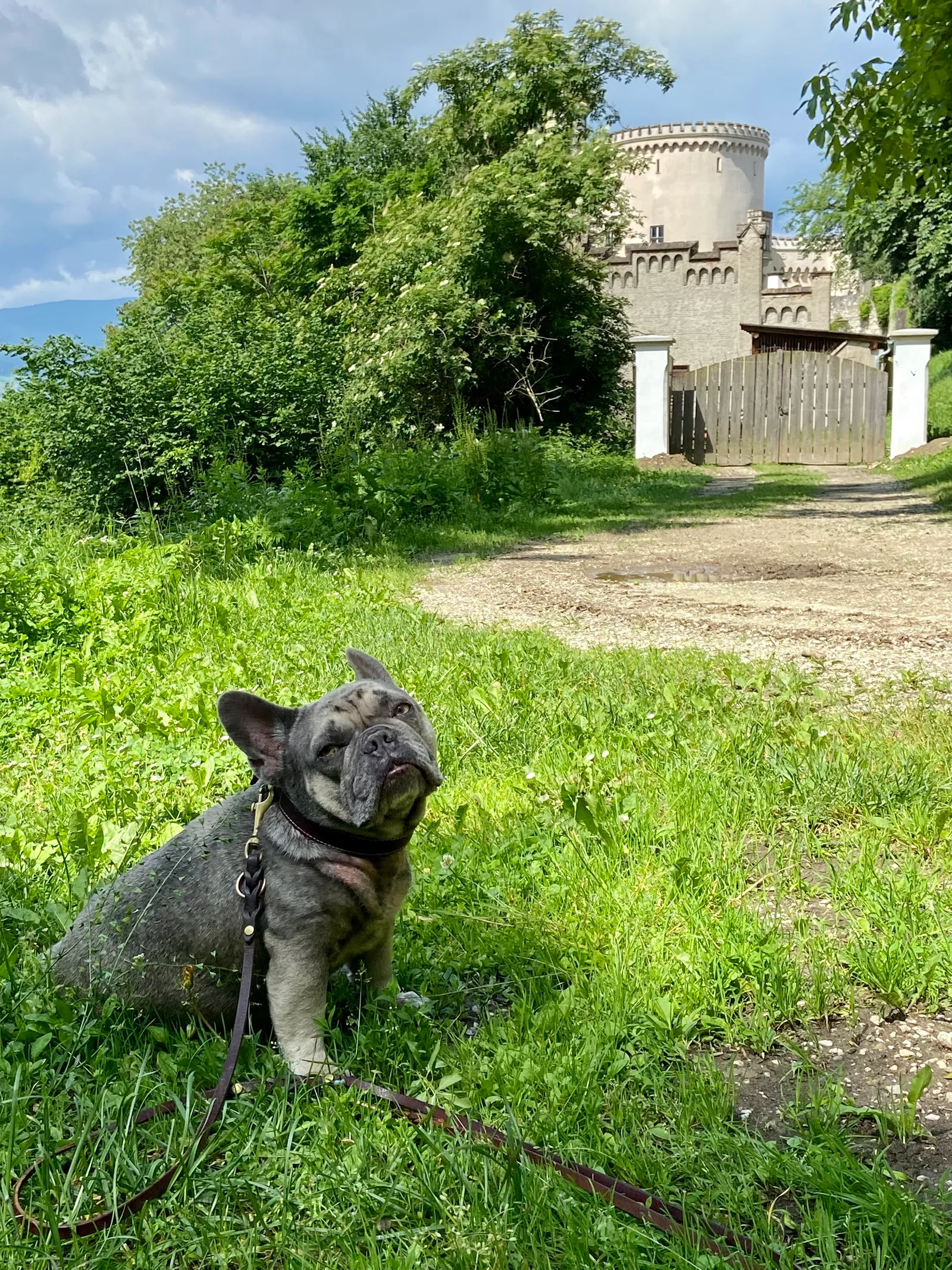 Archie vor dem Schloss Wolfsberg