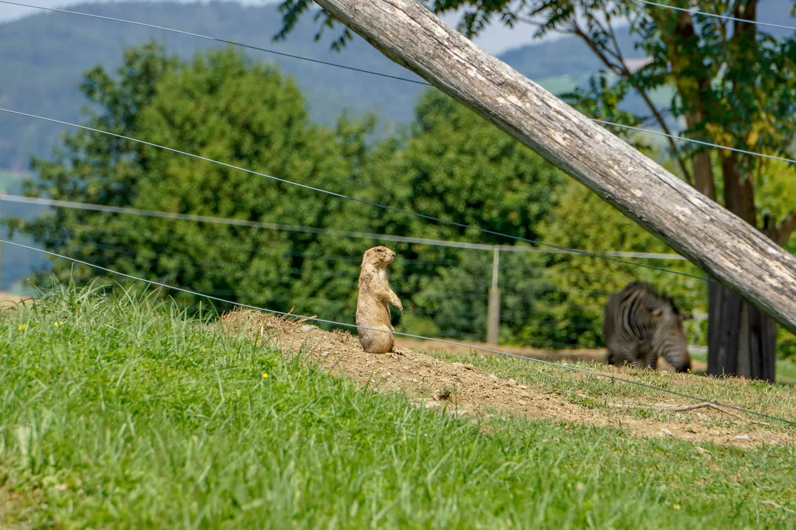 Ausflug Hund Tierwelt Herberstein