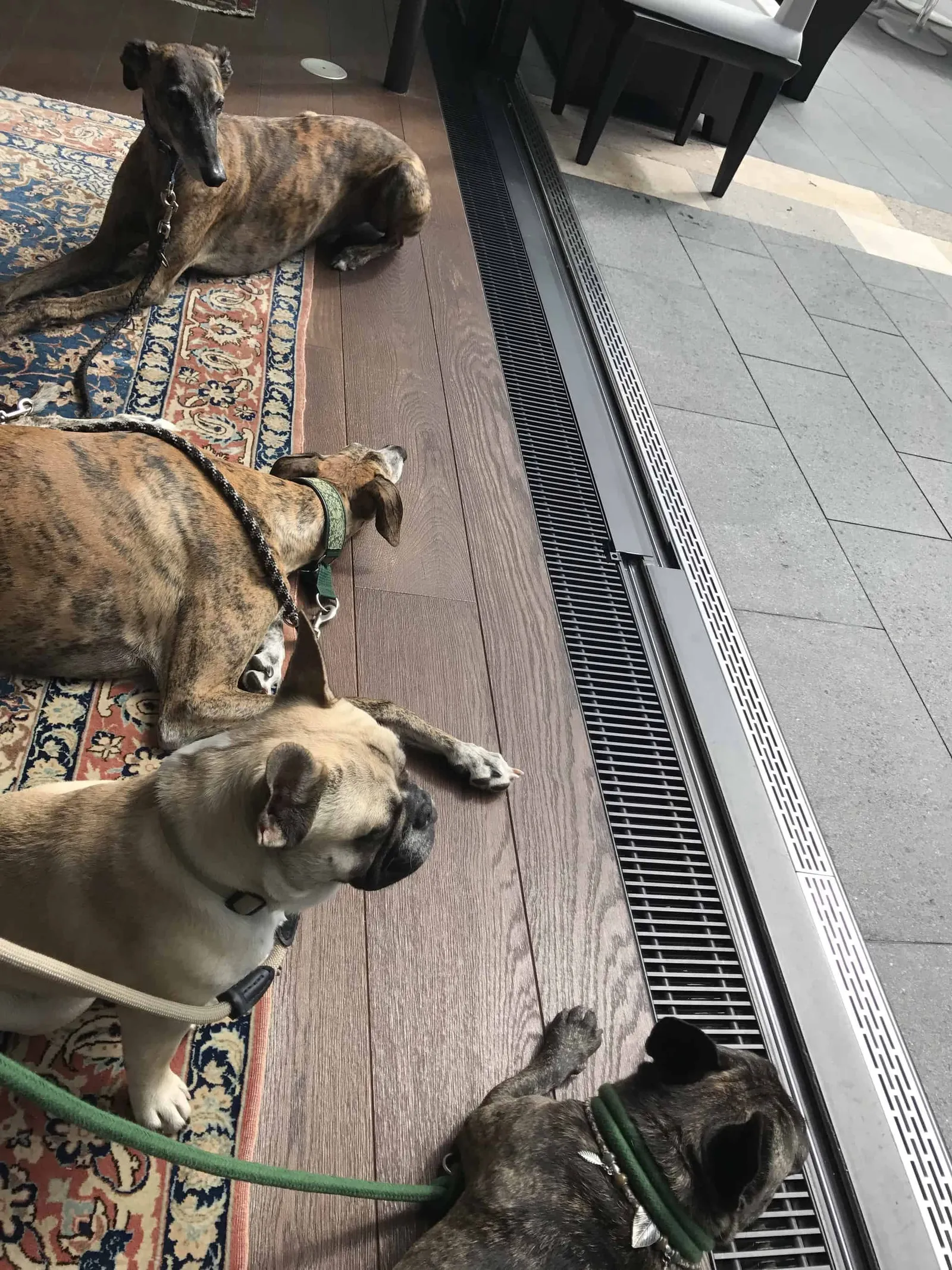 Wanderungen mit Hund rund um Baden bei Wien, Niederösterreich