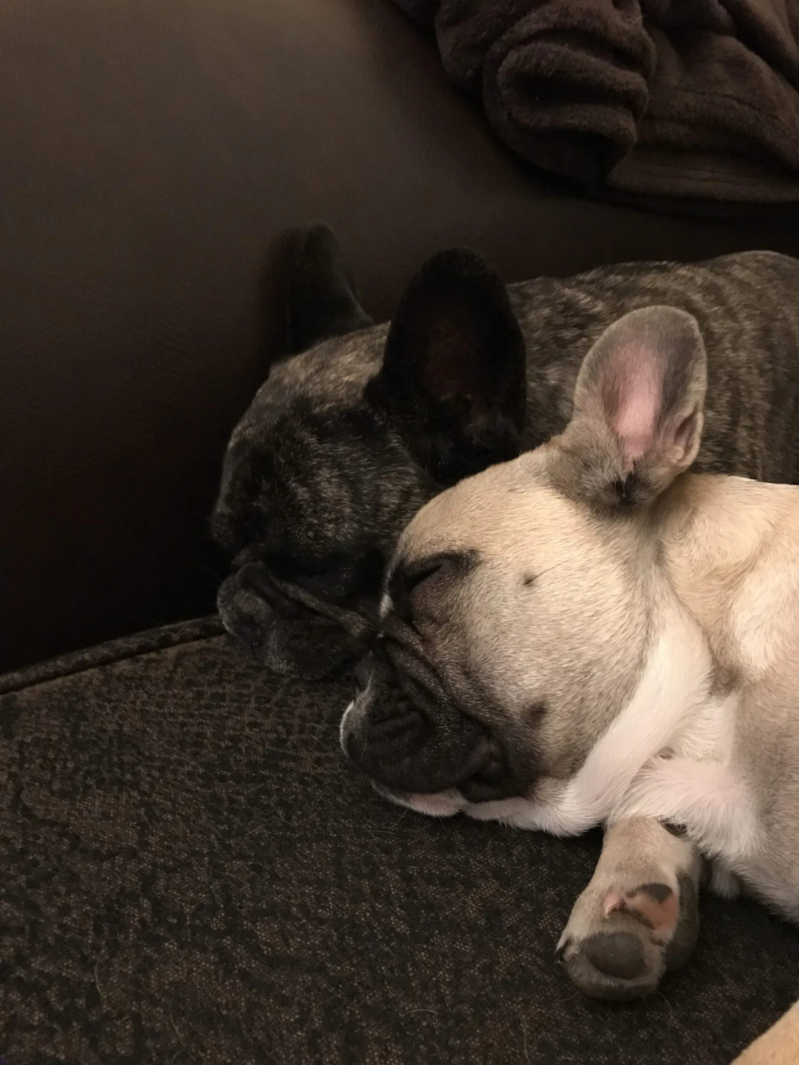 French Bulldog
