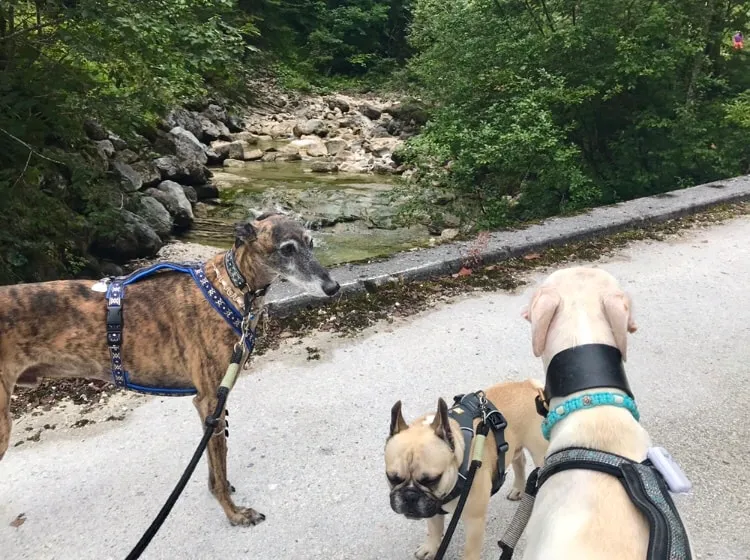 Urlaub mit Hund - Rußbach, Gosau, Traunsee - Salzburg & Oberösterreich