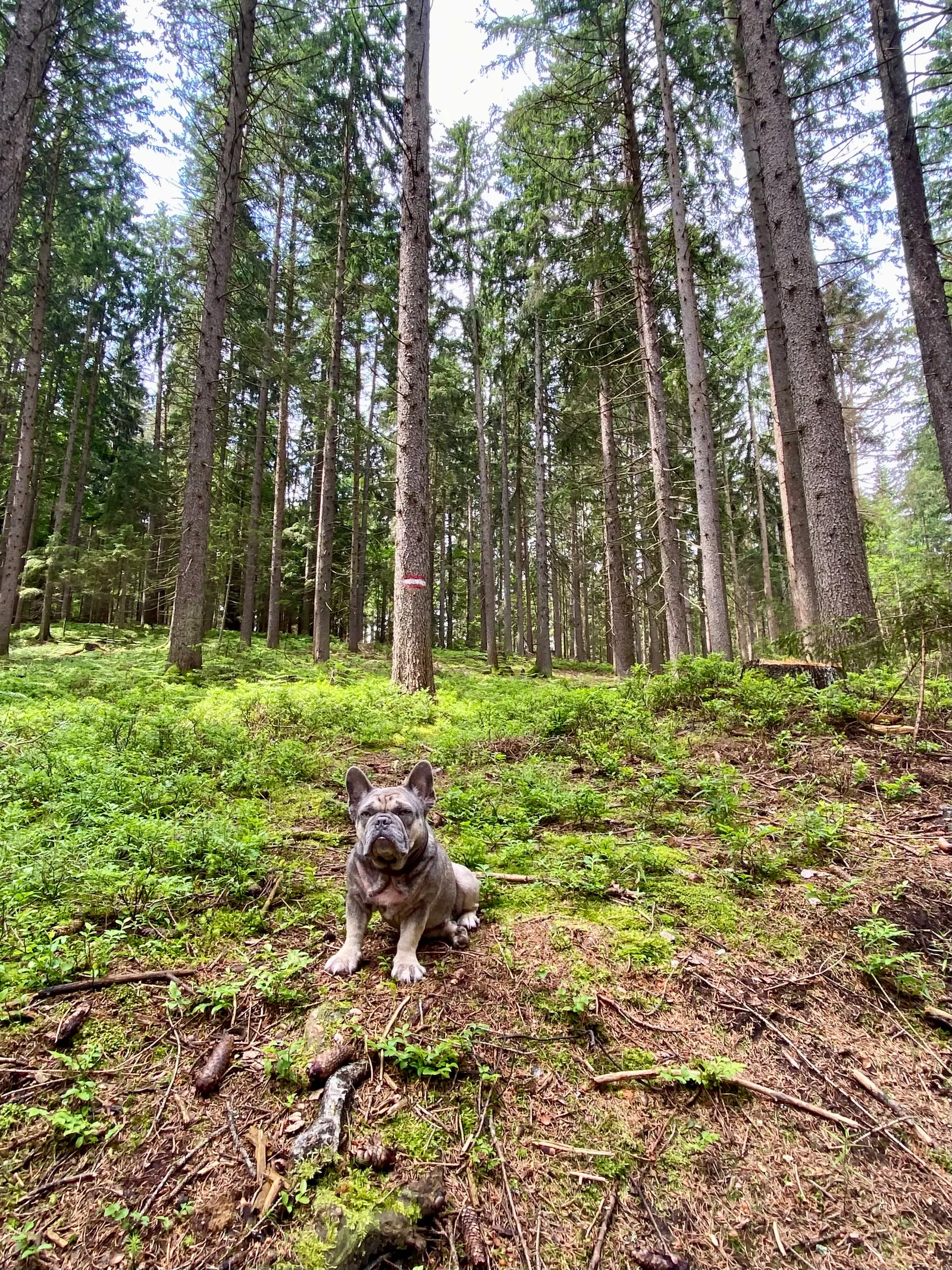 Archie im Wald