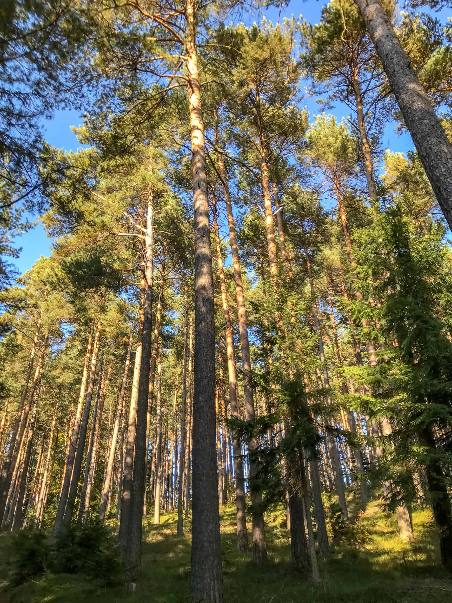 hundefreundliche Wanderung Bucklige Welt