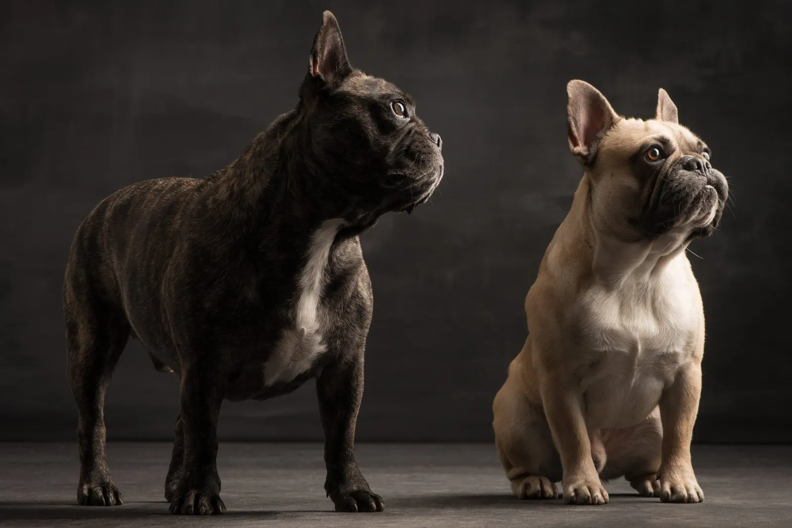 Beste Hundefreunde