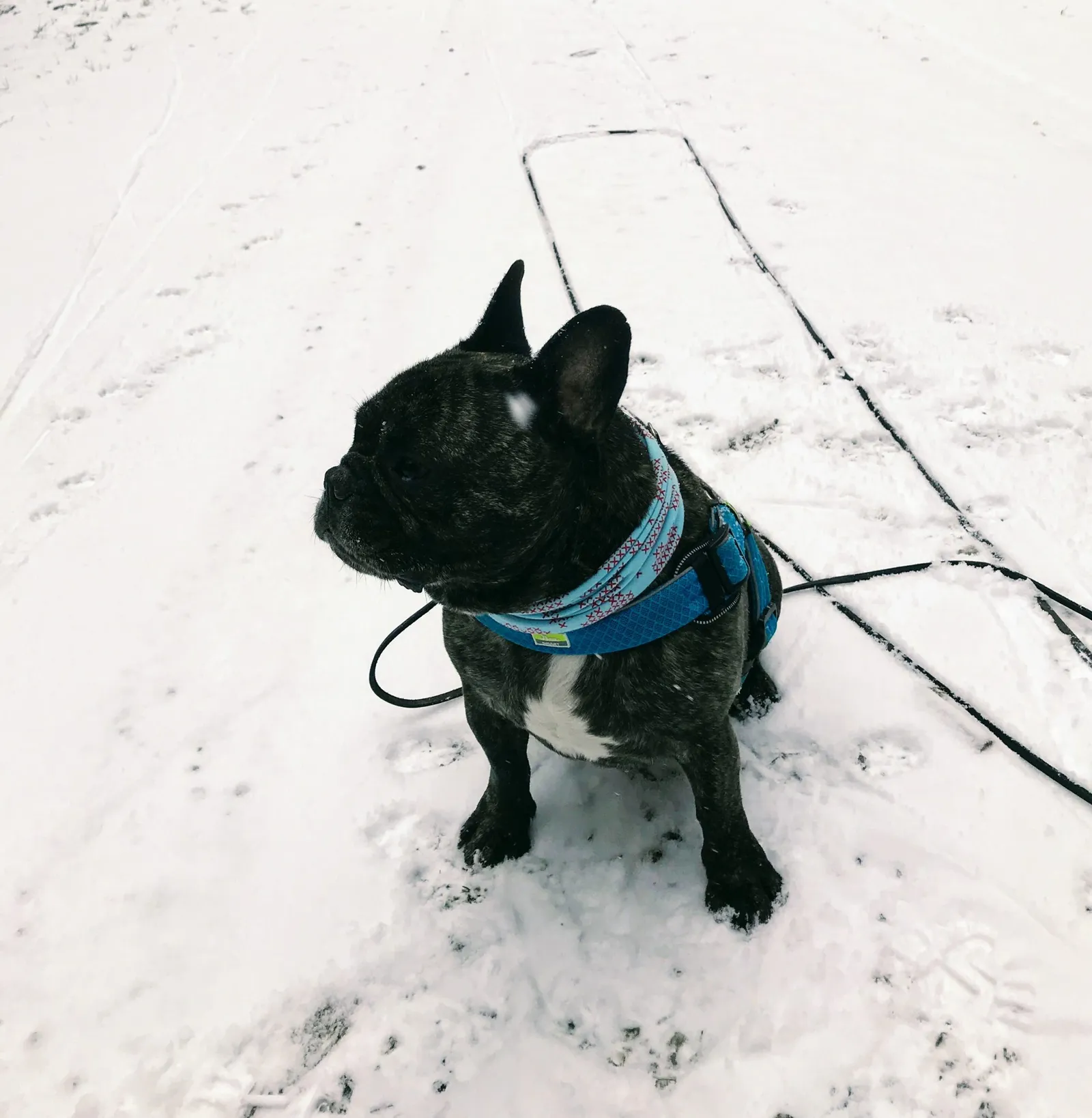 Hundewanderung