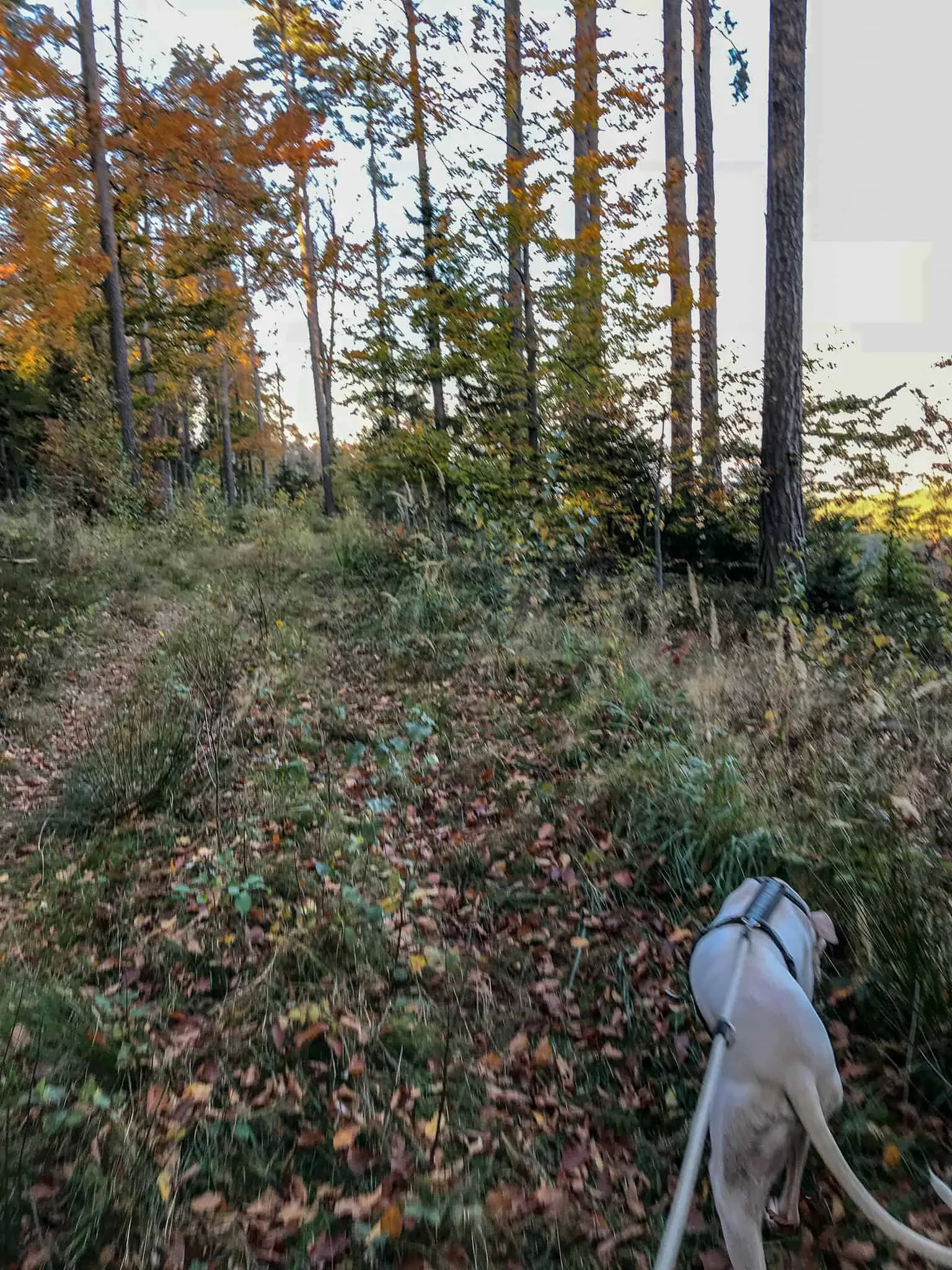 hundefreundliche Wanderung Bucklige Welt