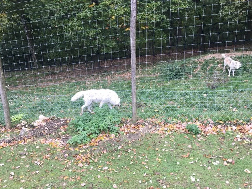 Ausflug mit Hund zu den Wölfen im Wildpark Ernstbrunn, NÖ