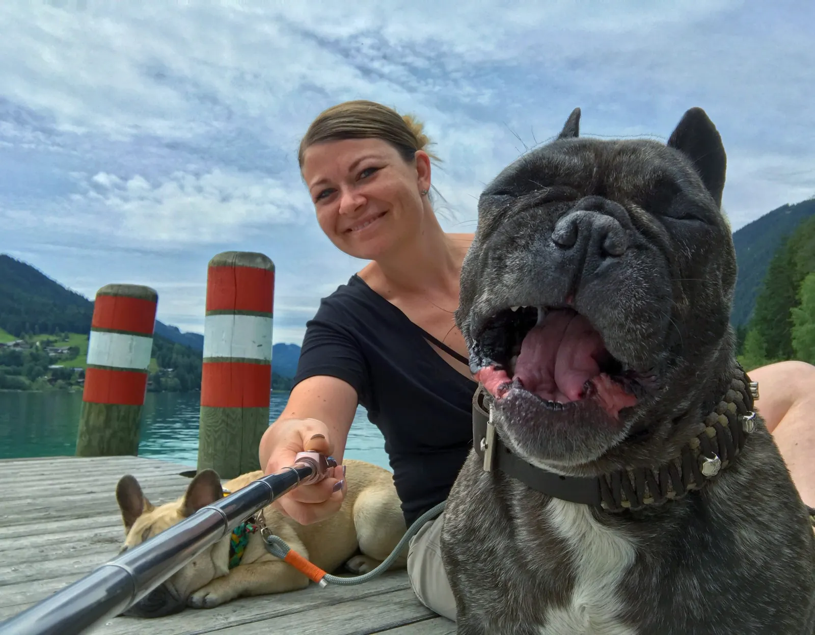 French Bulldog