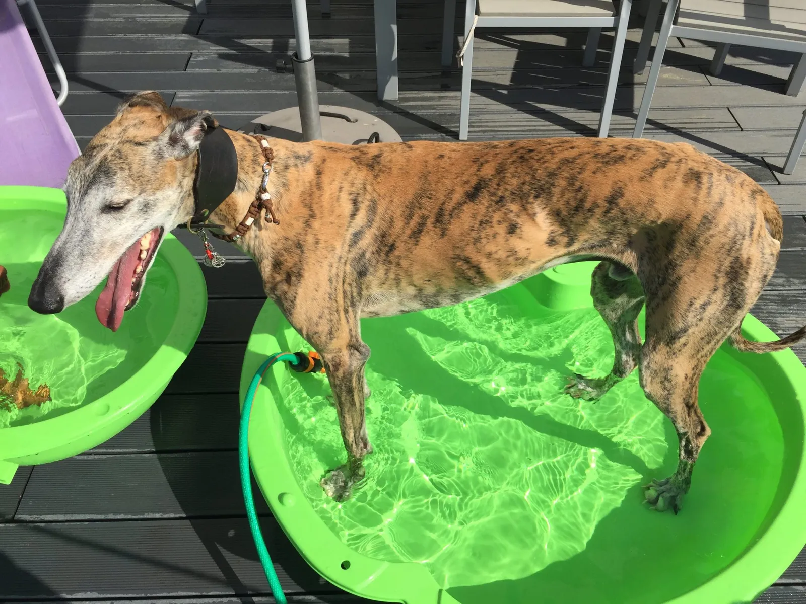 7 Cool Tipps for "hot dogs"