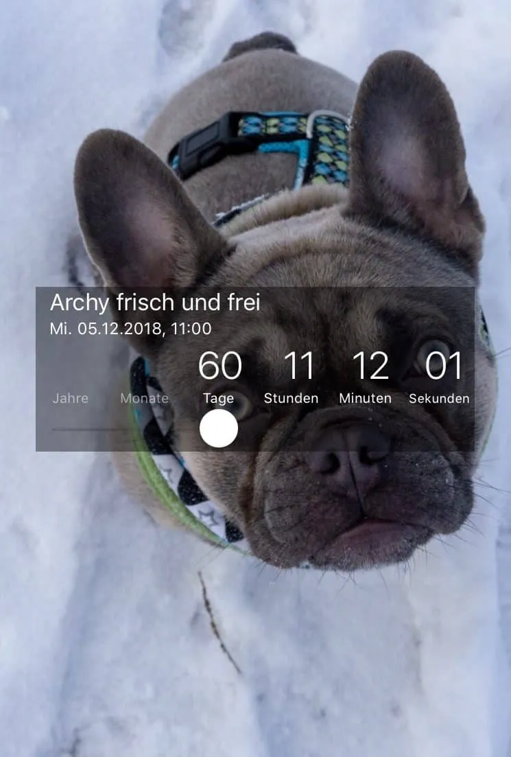 Mein Hund hat Epilepsie - was nun?