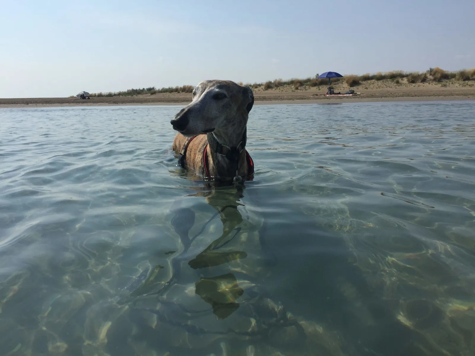 Urlaub mit Hund in Italien - Spanische Galgos in Cavallino-Treporti