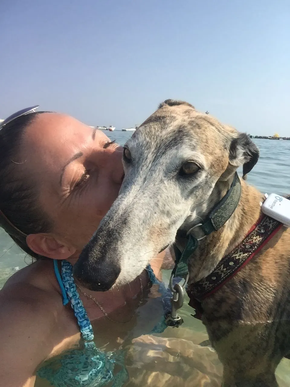 Urlaub mit Hund in Italien - Spanische Galgos in Cavallino-Treporti