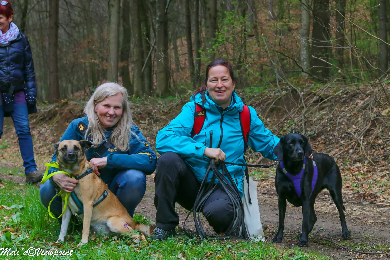 Kräuterwanderung mit Hund in Wöllersdorf-Steinabrückl