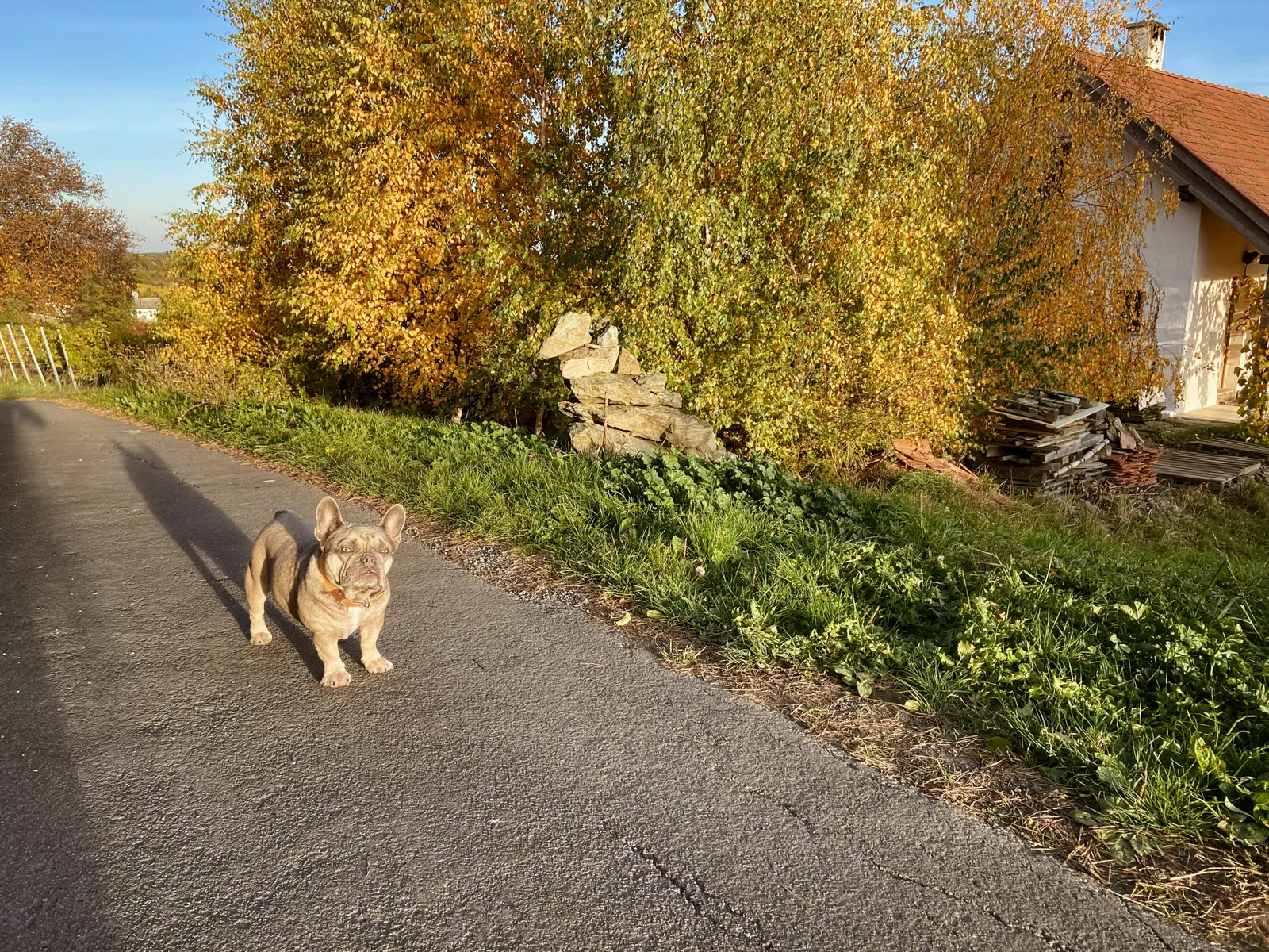 Weingebirge Rechnitz Archie Herbstsonne