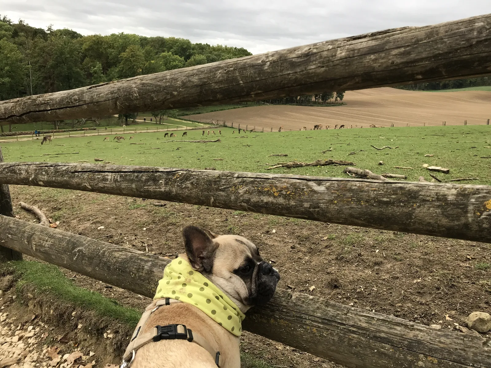 Ausflug mit Hund zu den Wölfen im Wildpark Ernstbrunn, NÖ