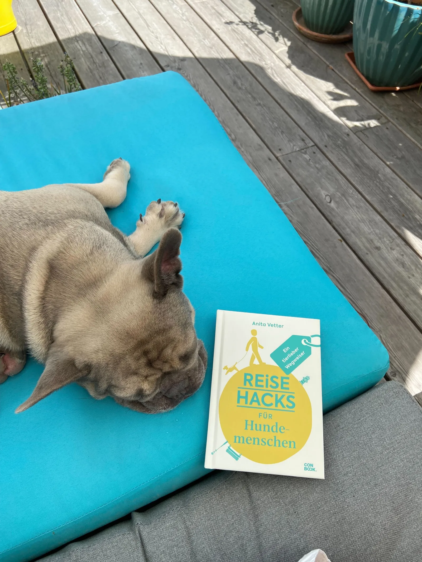 Archie chillt neben Reisehacks Hundemenschen