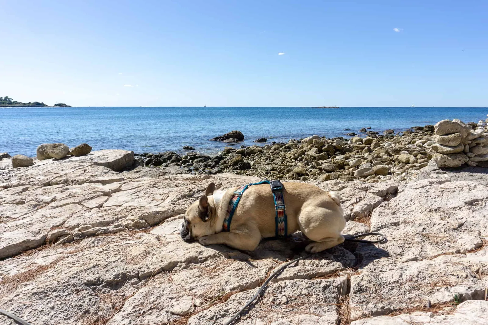 Rovinj Urlaub mit Hund Kroatien