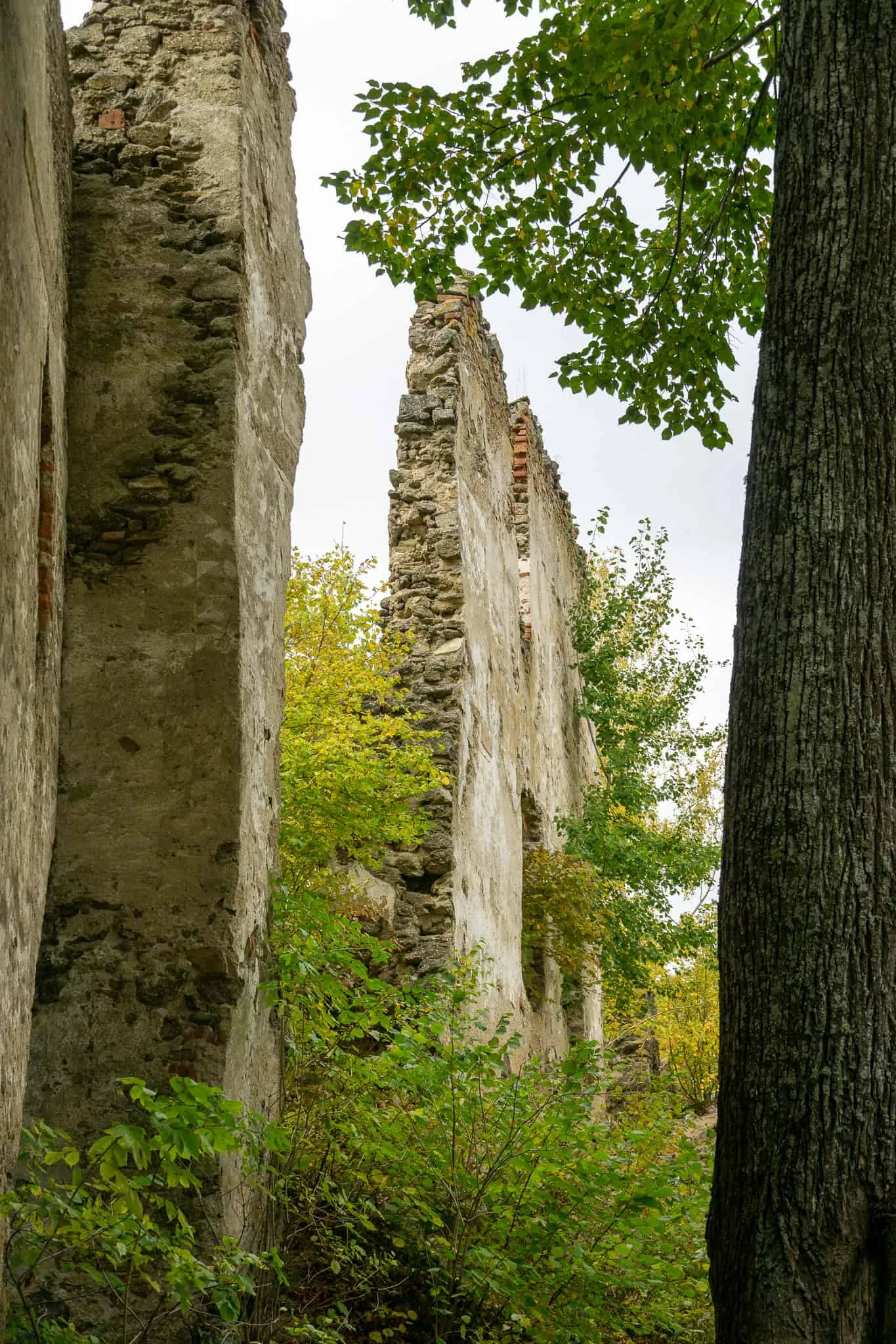 Ruine Lichtenfels Hundereise