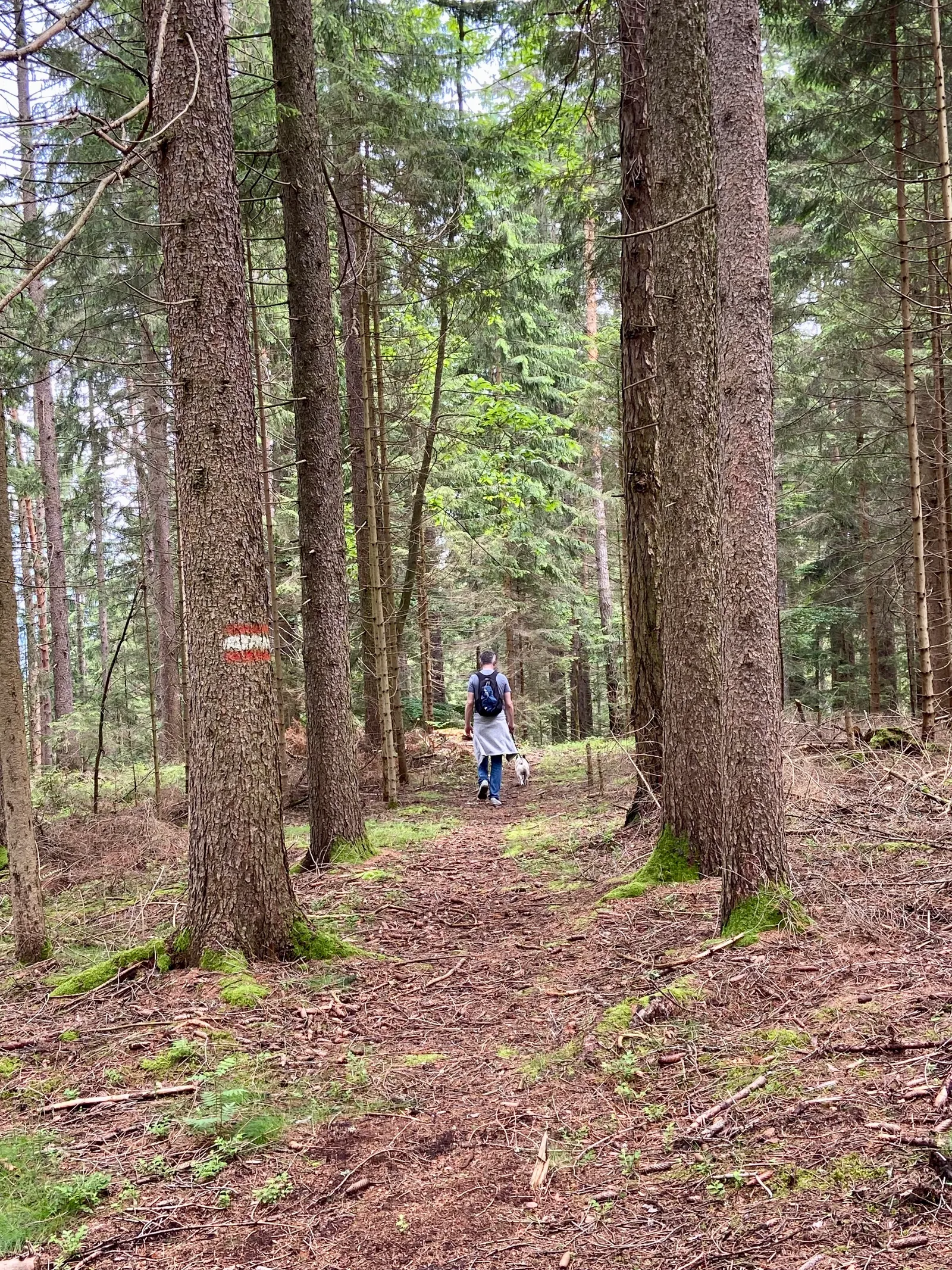 Mann und Hund im Wald