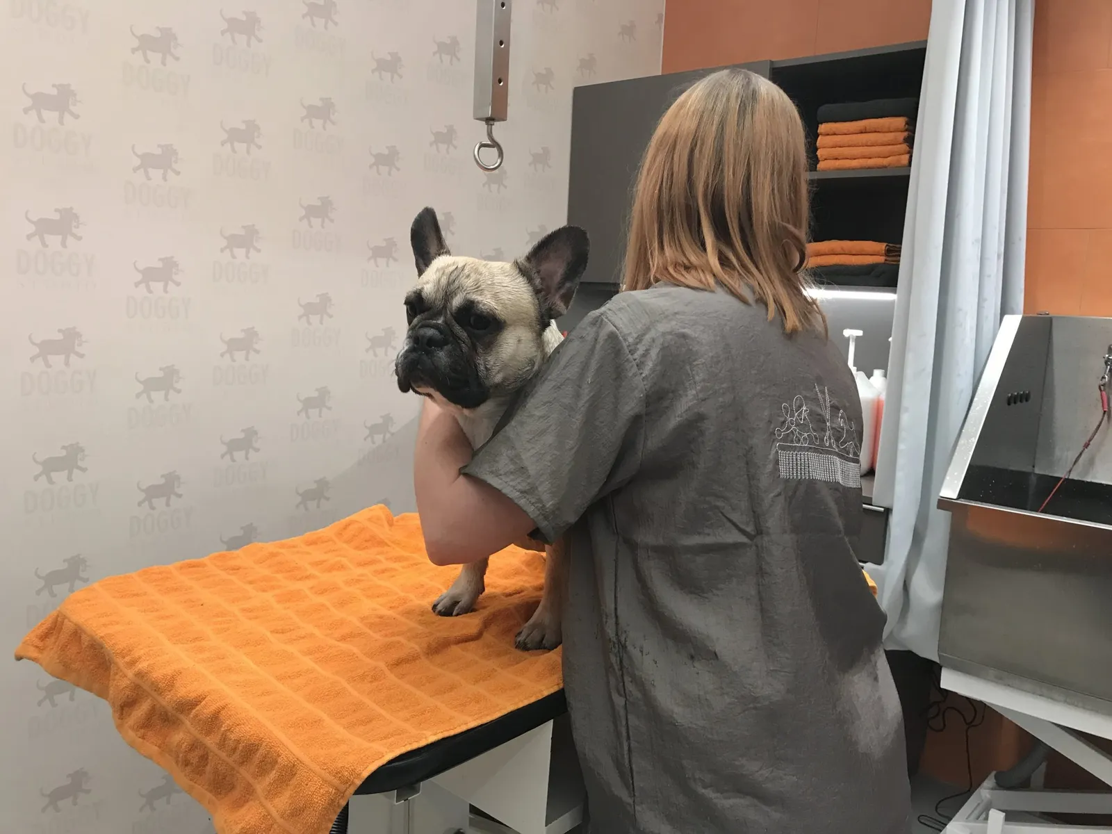Hundestudio