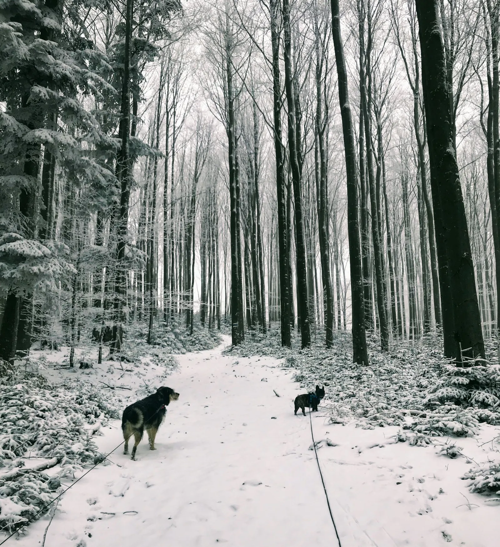 Hundewanderung