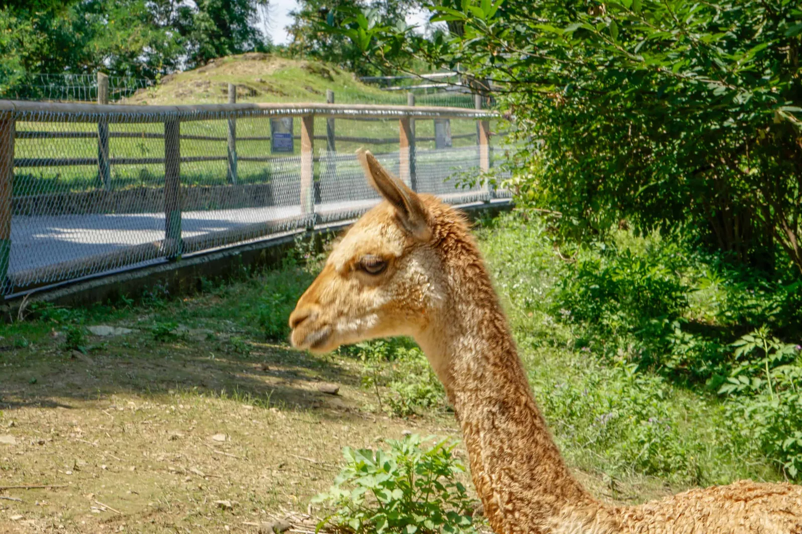 Ausflug Hund Tierpark Herberstein