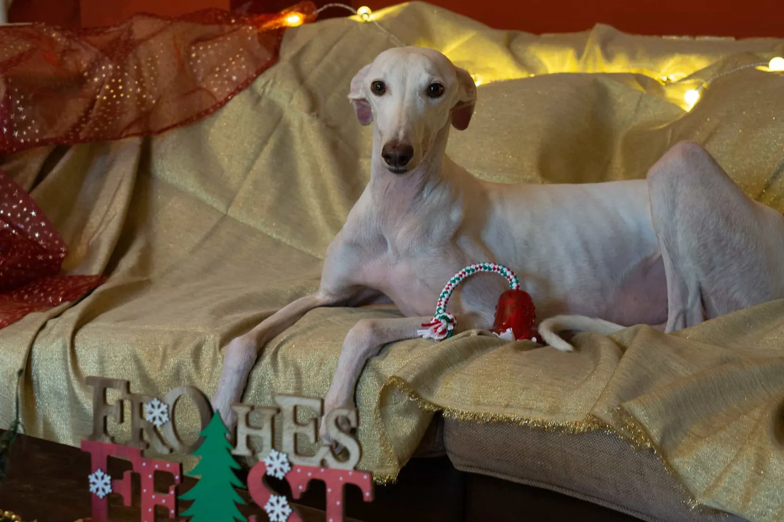Murphy und die heiligen 3 Galgos - Neroli