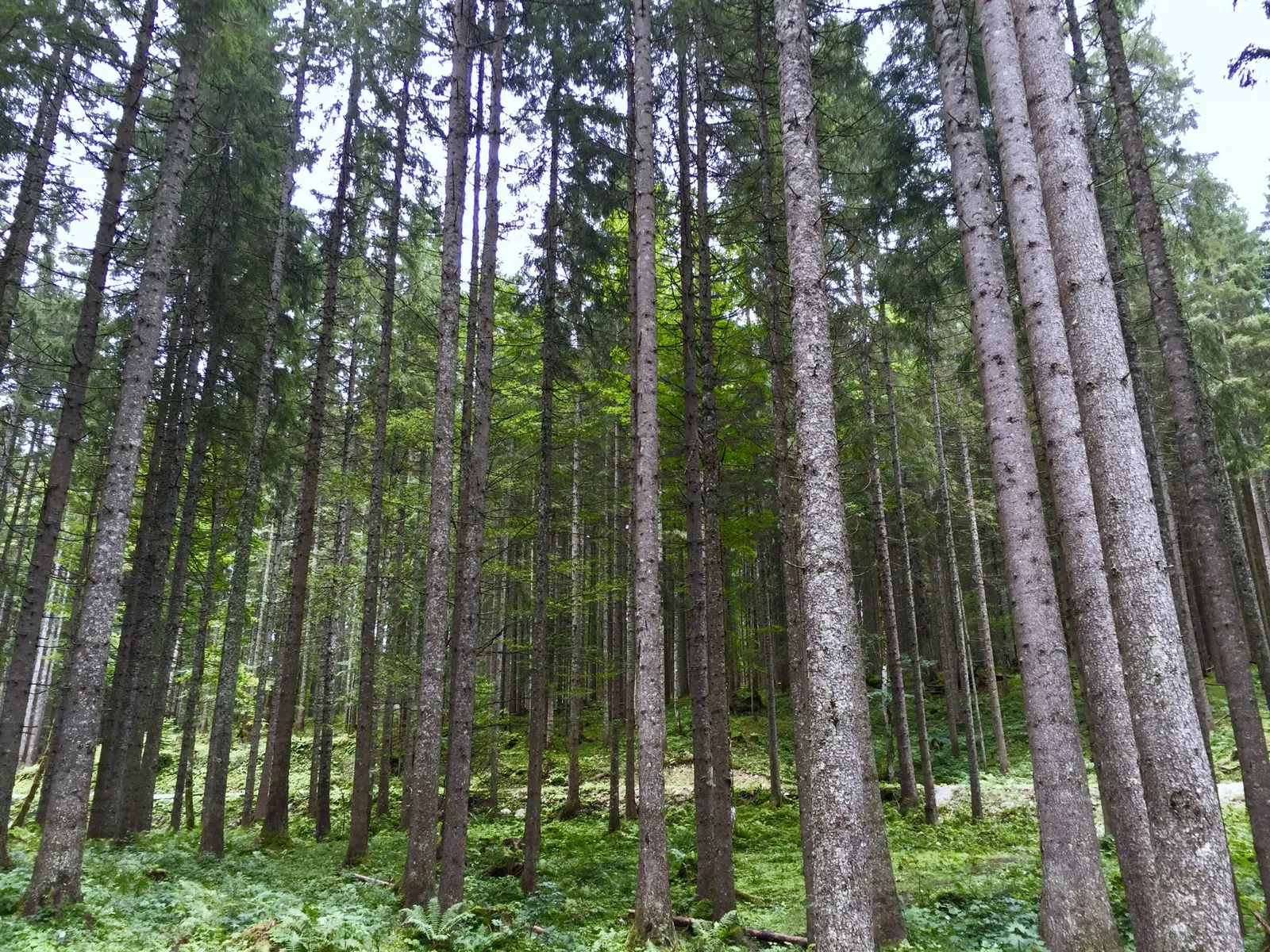 Ödensee mit Hund