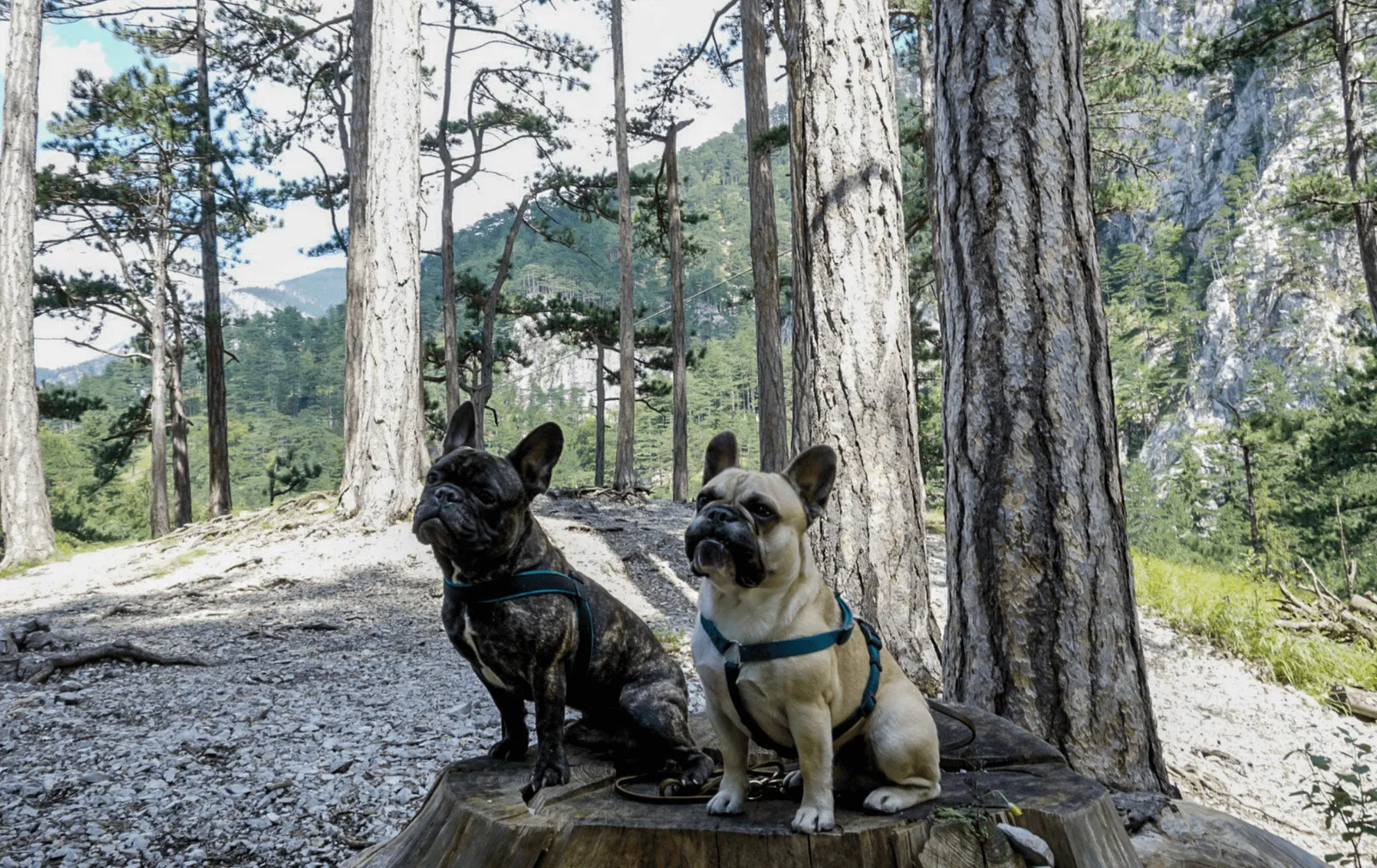 Wandern mit Hund im Höllental an der Schwarza, Niederösterreich.