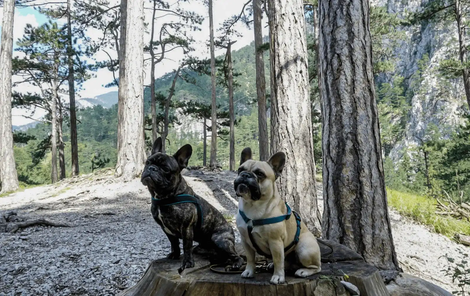 Wandern mit Hund im Höllental an der Schwarza, Niederösterreich.