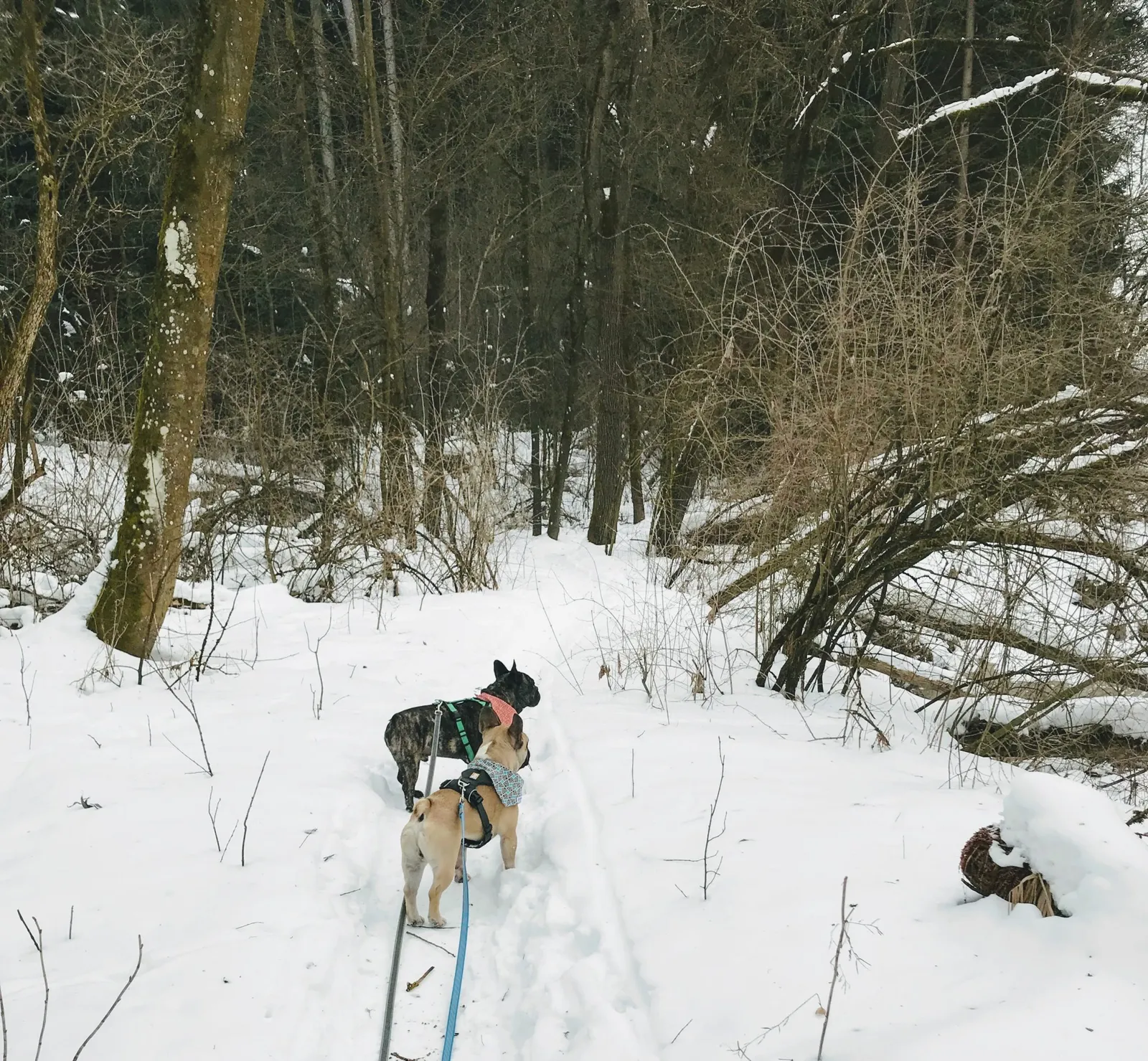 Hundeurlaub Steiermark