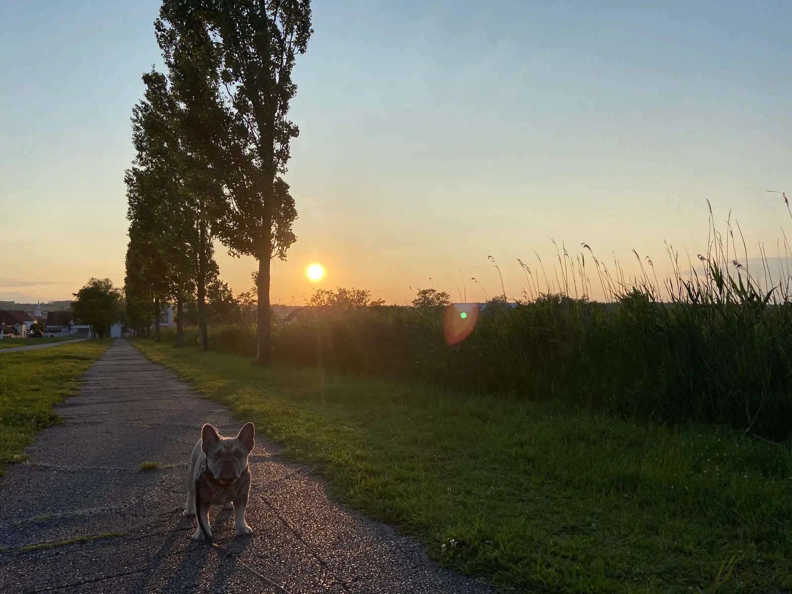 Archie Abendgassi Moerbisch