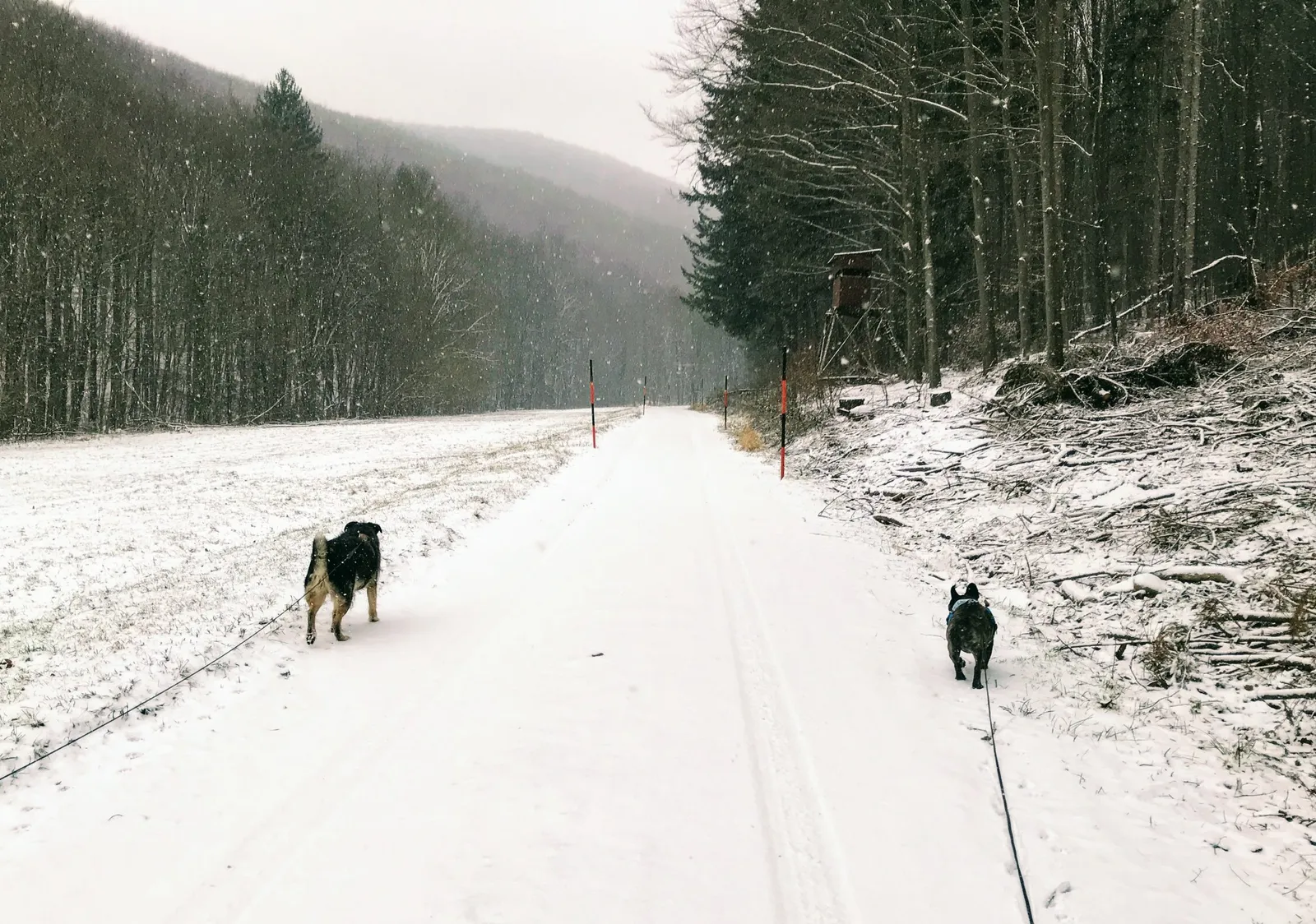 Hundewanderung