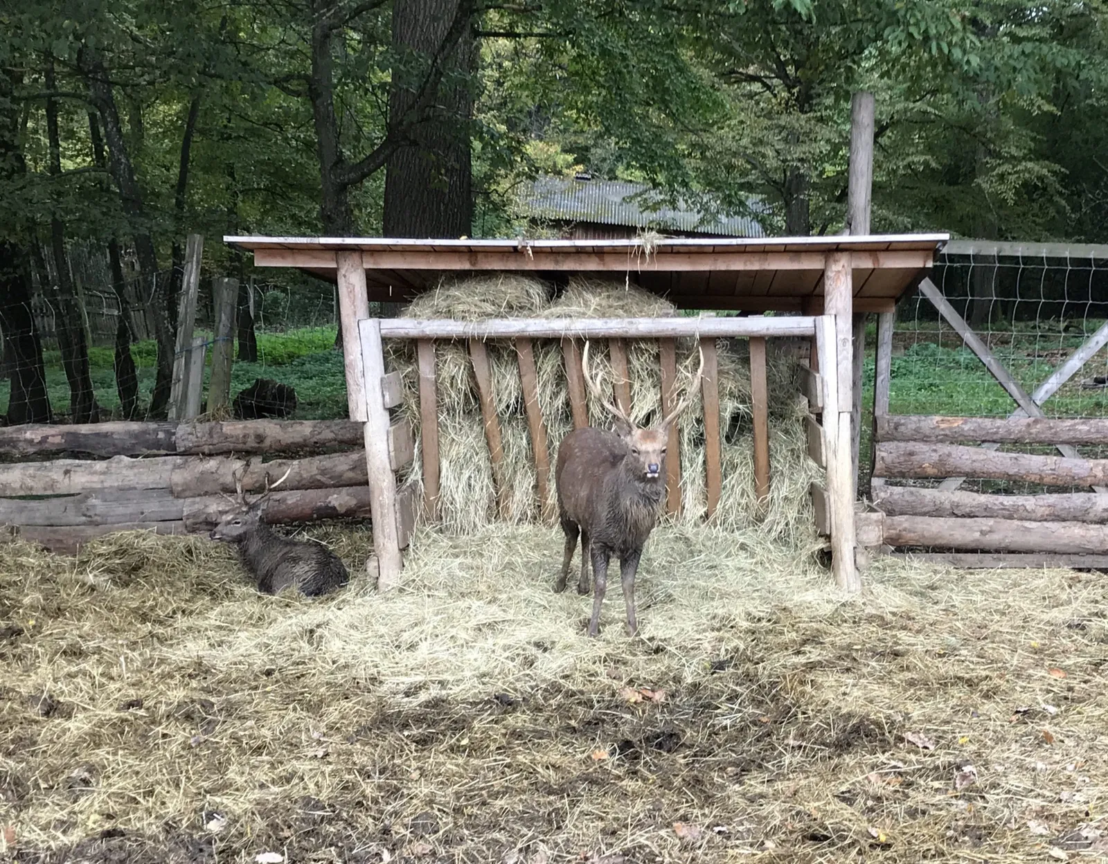 Ausflug mit Hund zu den Wölfen im Wildpark Ernstbrunn, NÖ