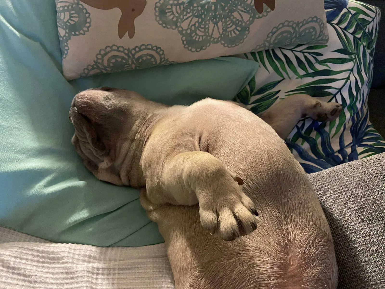 Archie Chillpose
