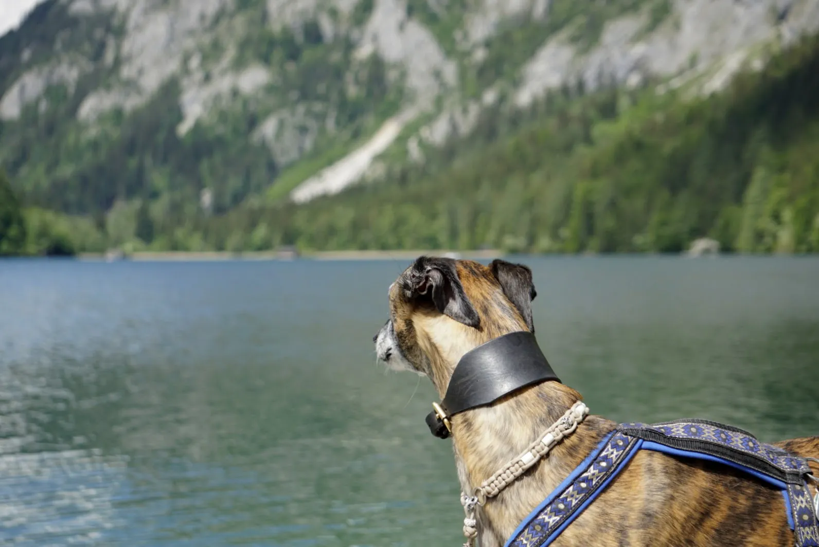 Leopoldsteiner See Hundereise