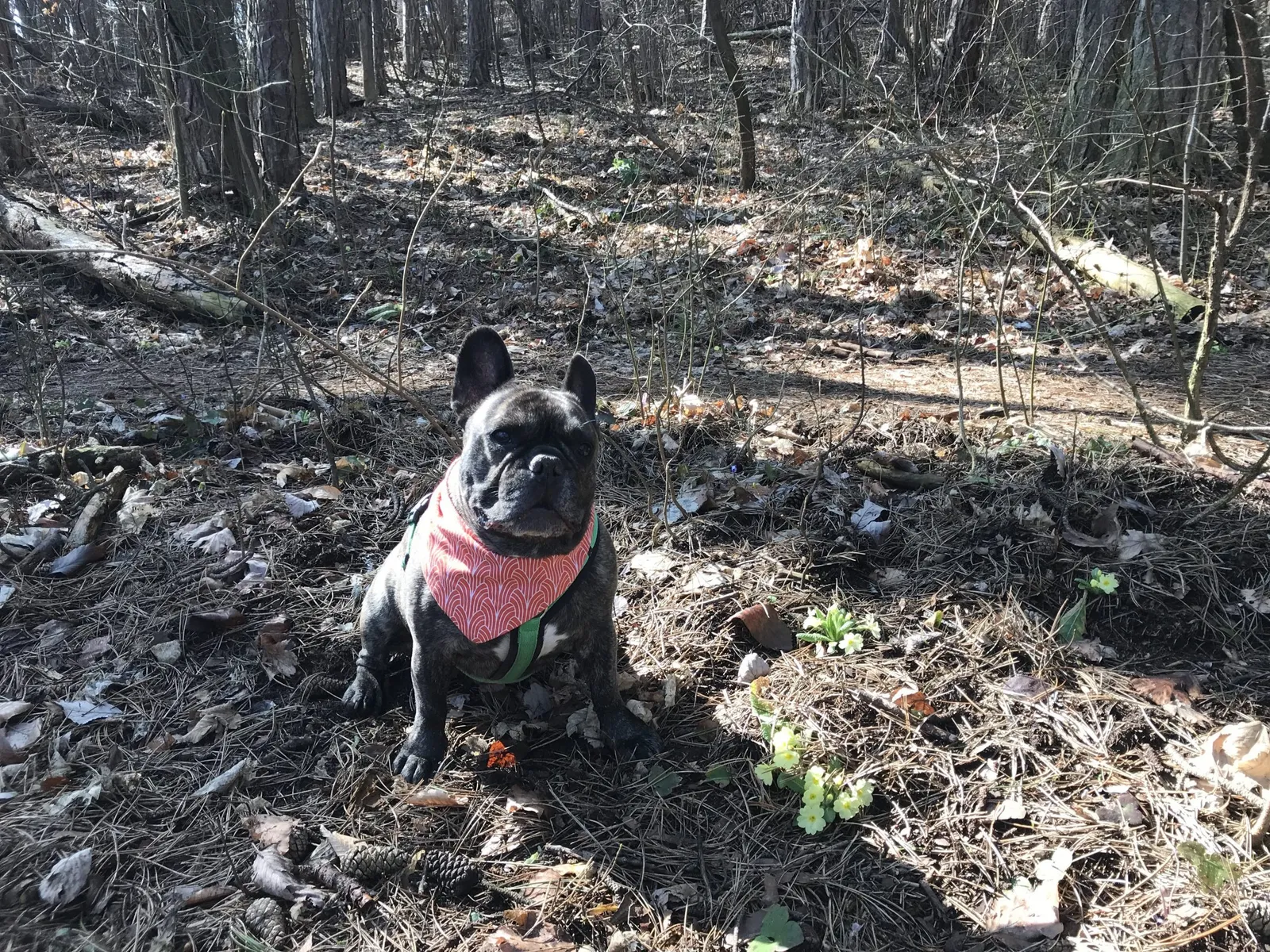 French Bulldog