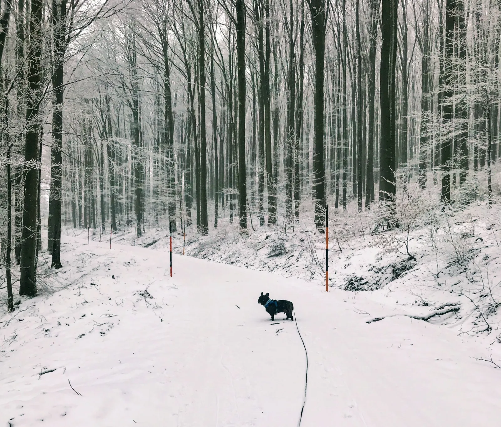 Hundewanderung