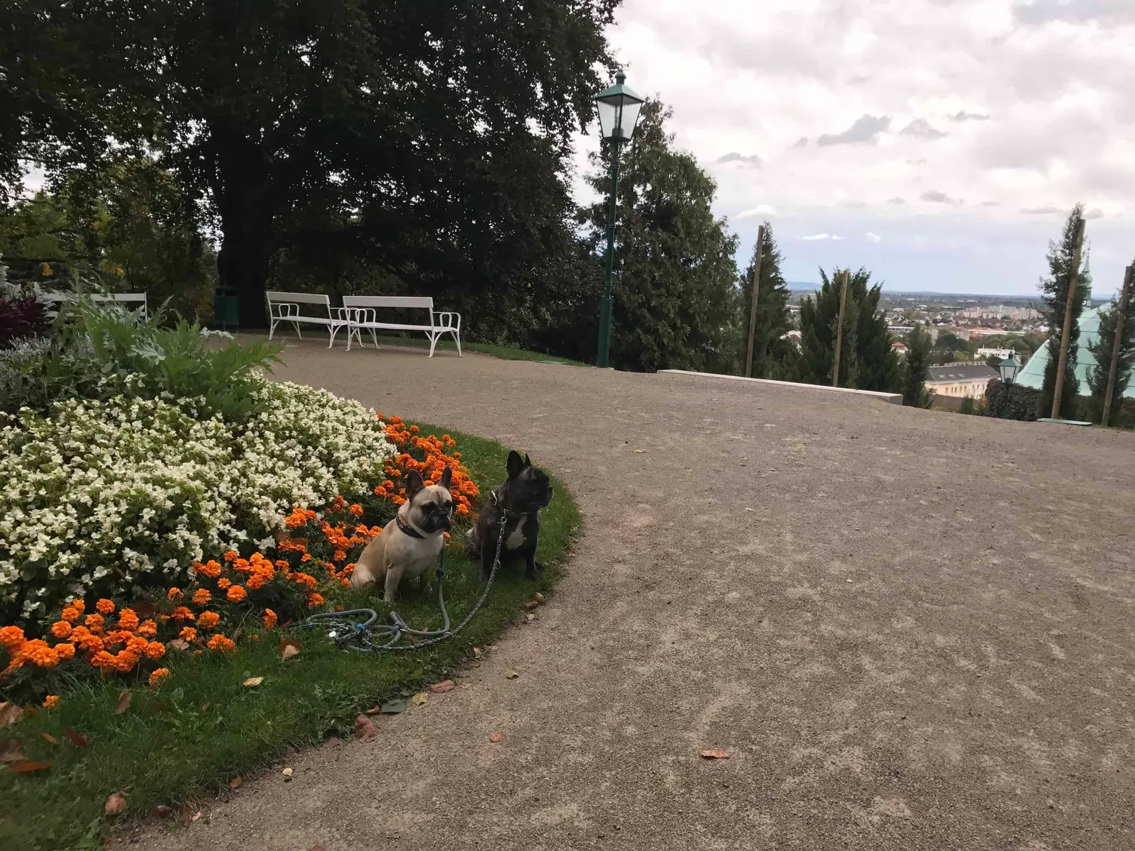 Wanderungen mit Hund rund um Baden bei Wien, Niederösterreich