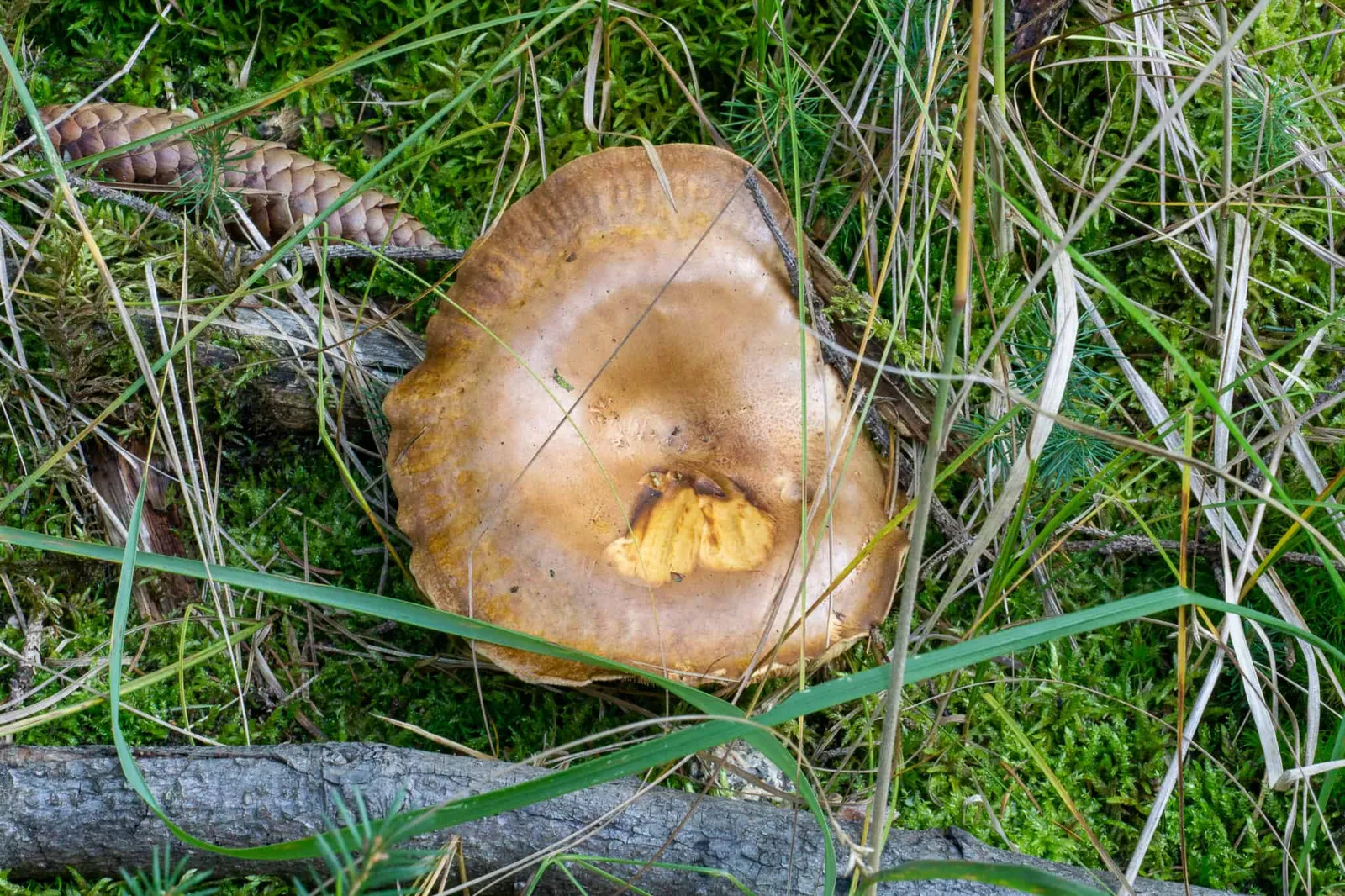 Waldviertel Zwettl Hundereise Riegersbach