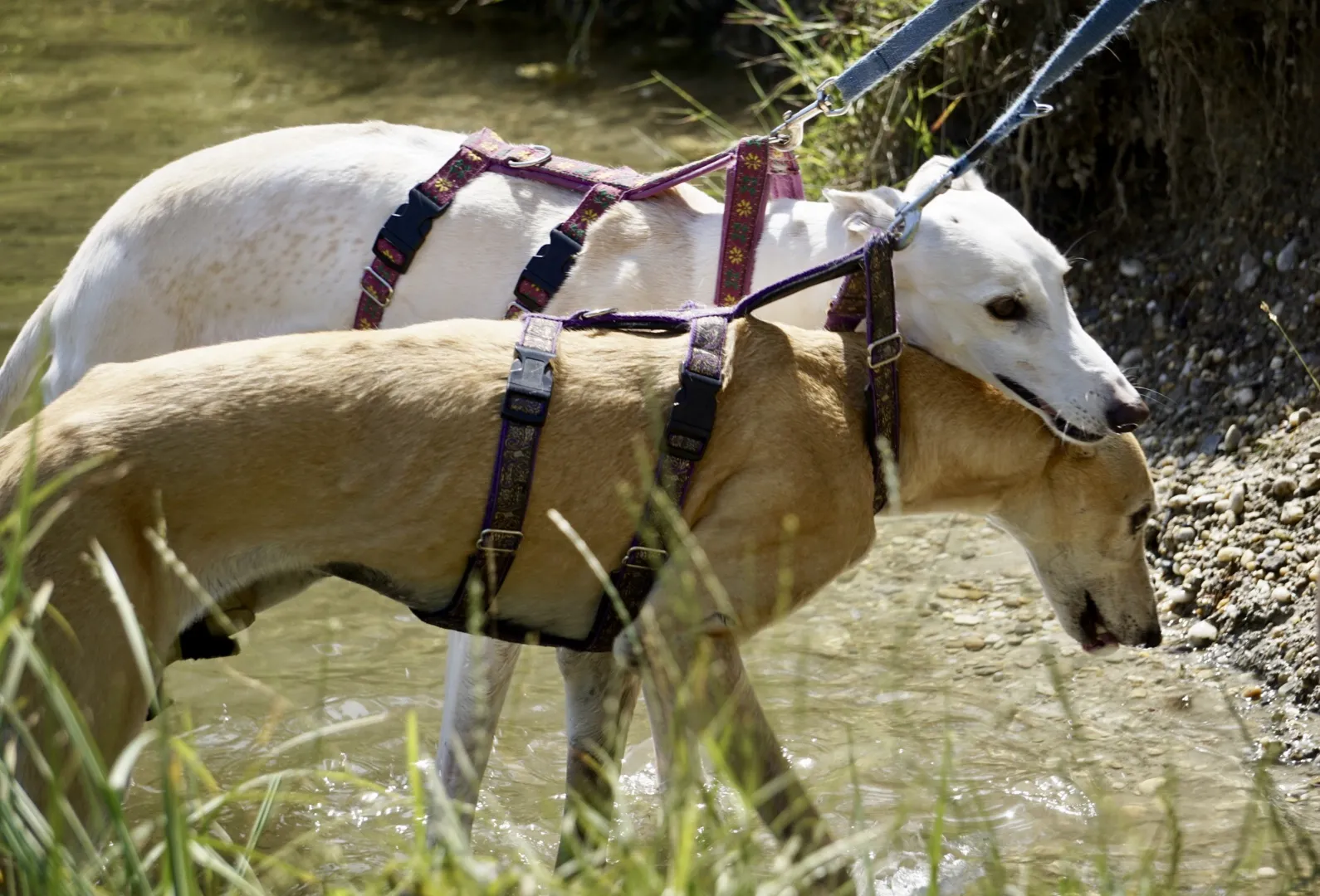 Galgos