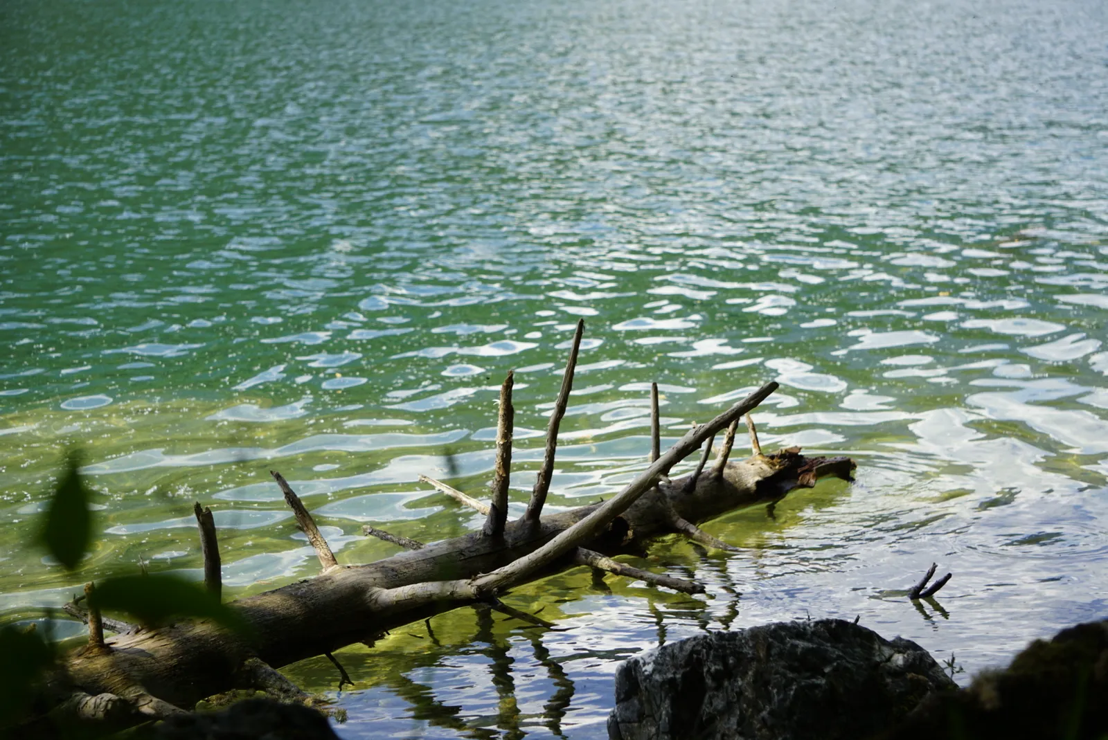 Leopoldsteiner See Hundereise