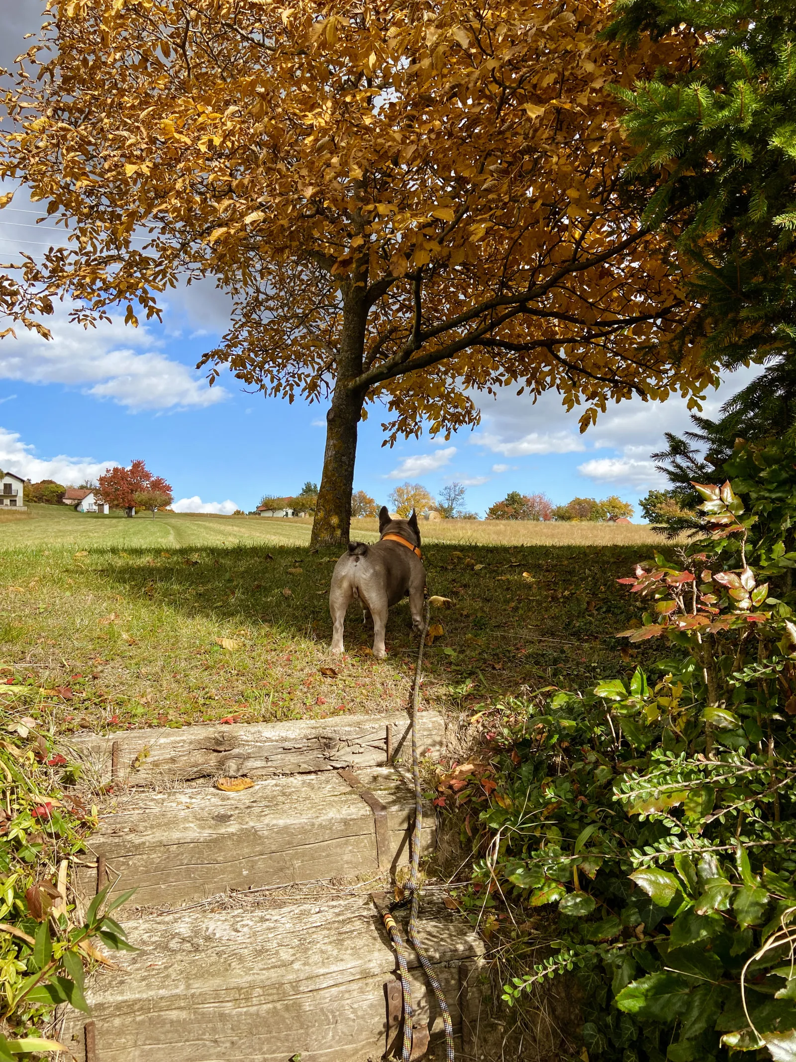 Weinlehrpfad Rechnitz Archie sucht Schatten unter Baum