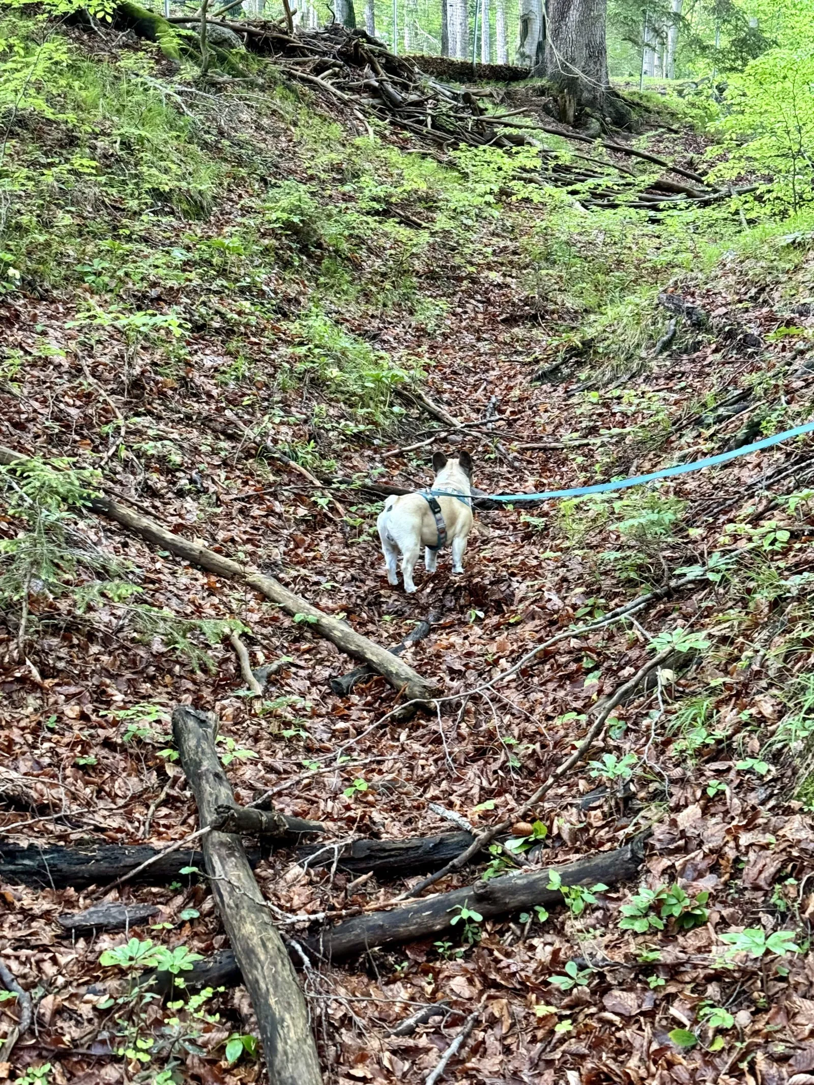Murphy läuft an der Leine einen Waldpfad mit Totholz und Laub hinauf.