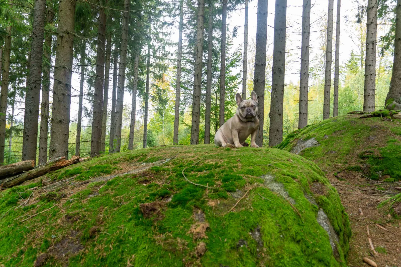 Weltkugel Hundereise